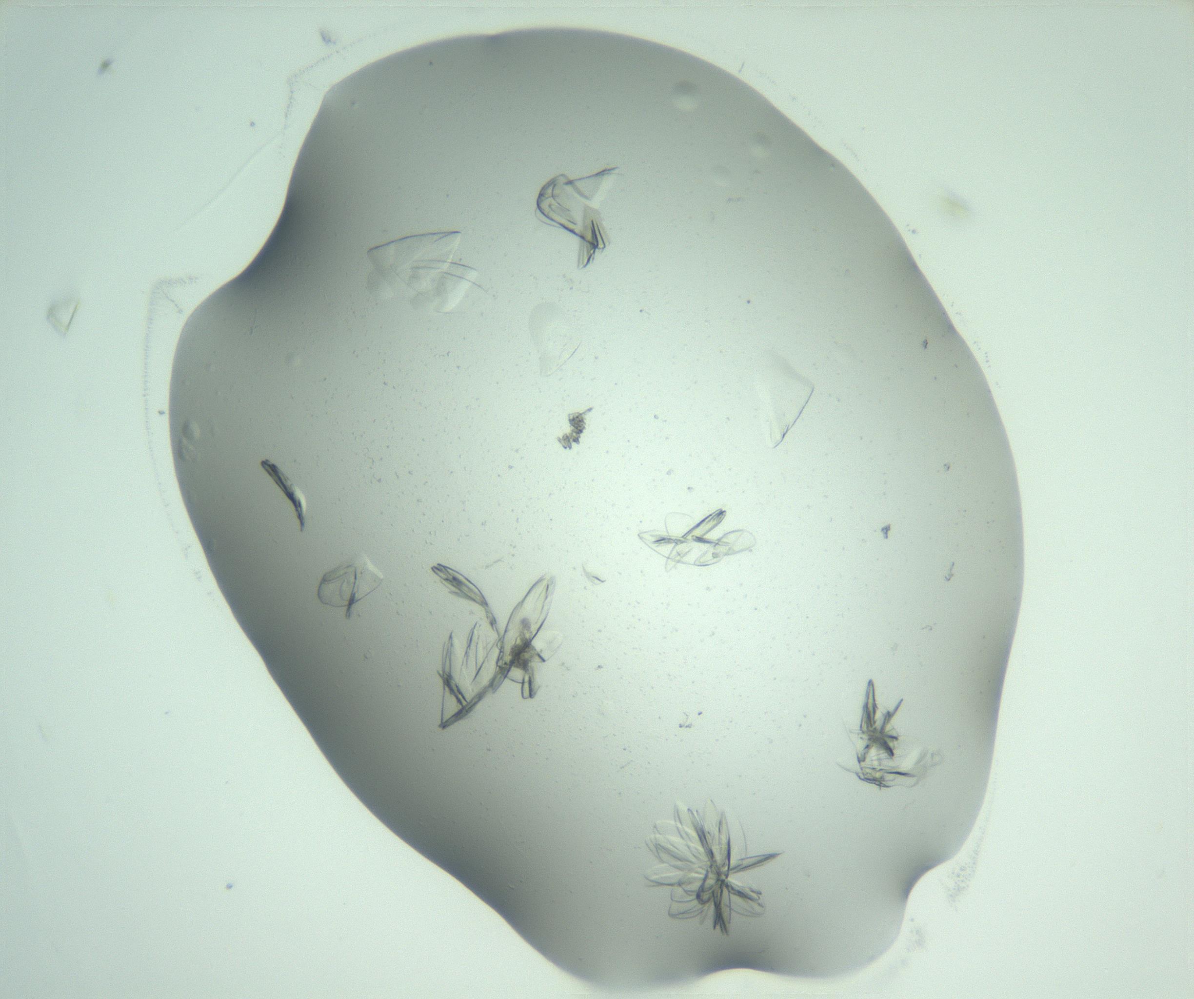RI01_03_000_0212_Proj1_Clon1_MC_0000MC103074_002_161127_03_01_02_00_99_002_001_RAI.jpg