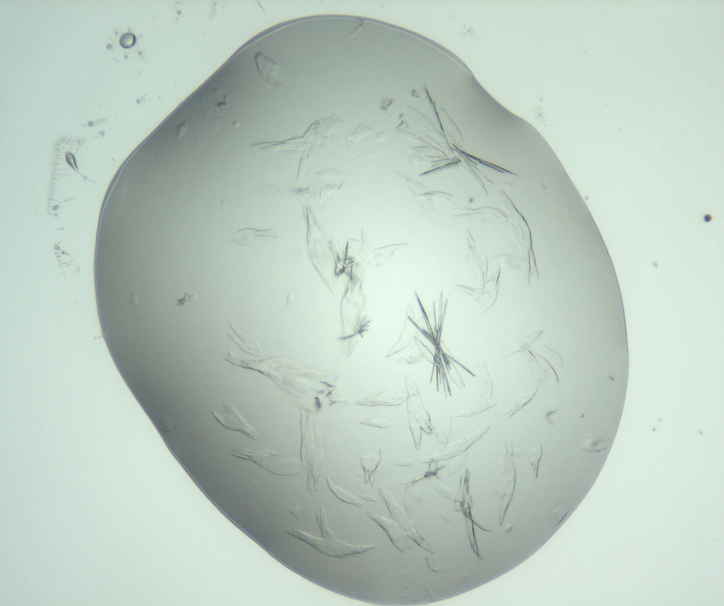 RI01_03_000_0212_Proj1_Clon1_MC_0000MC103074_002_161127_03_02_02_00_99_002_001_RAI.jpg