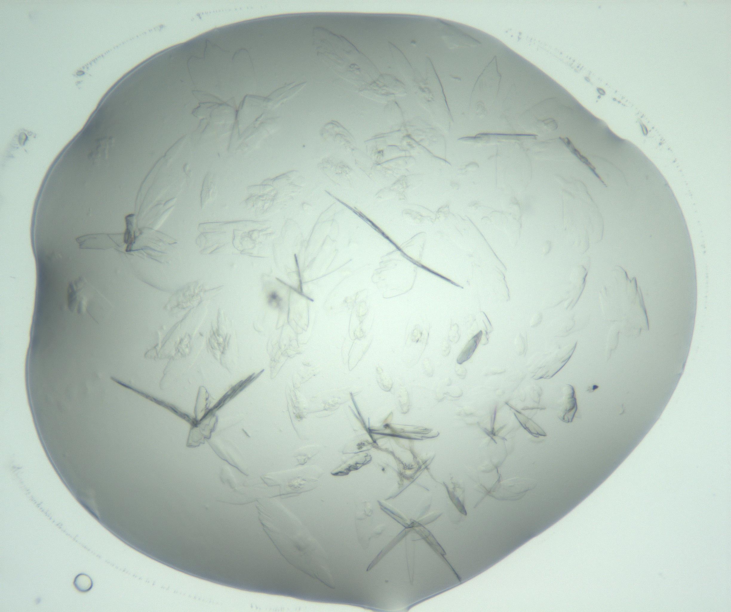 RI01_03_000_0212_Proj1_Clon1_MC_0000MC103074_002_161127_03_05_02_00_99_002_001_RAI.jpg