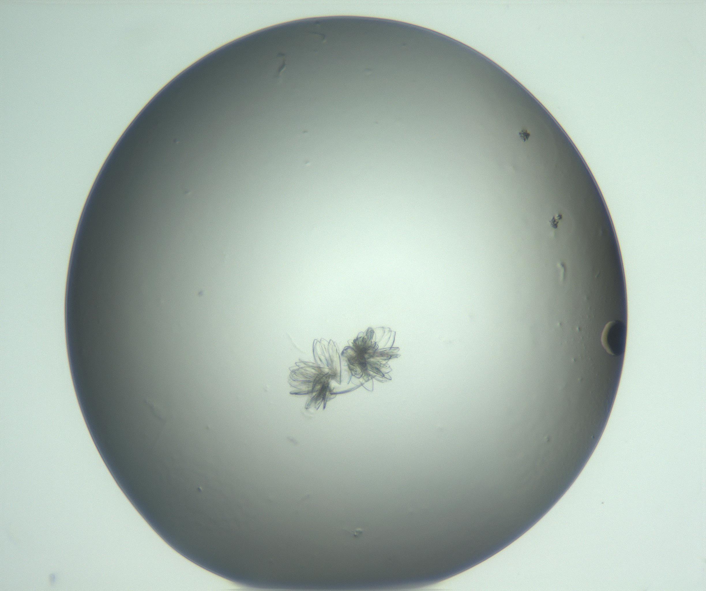 RI01_03_000_0212_Proj1_Clon1_MC_0000MC103074_002_161127_03_06_01_00_99_002_001_RAI.jpg