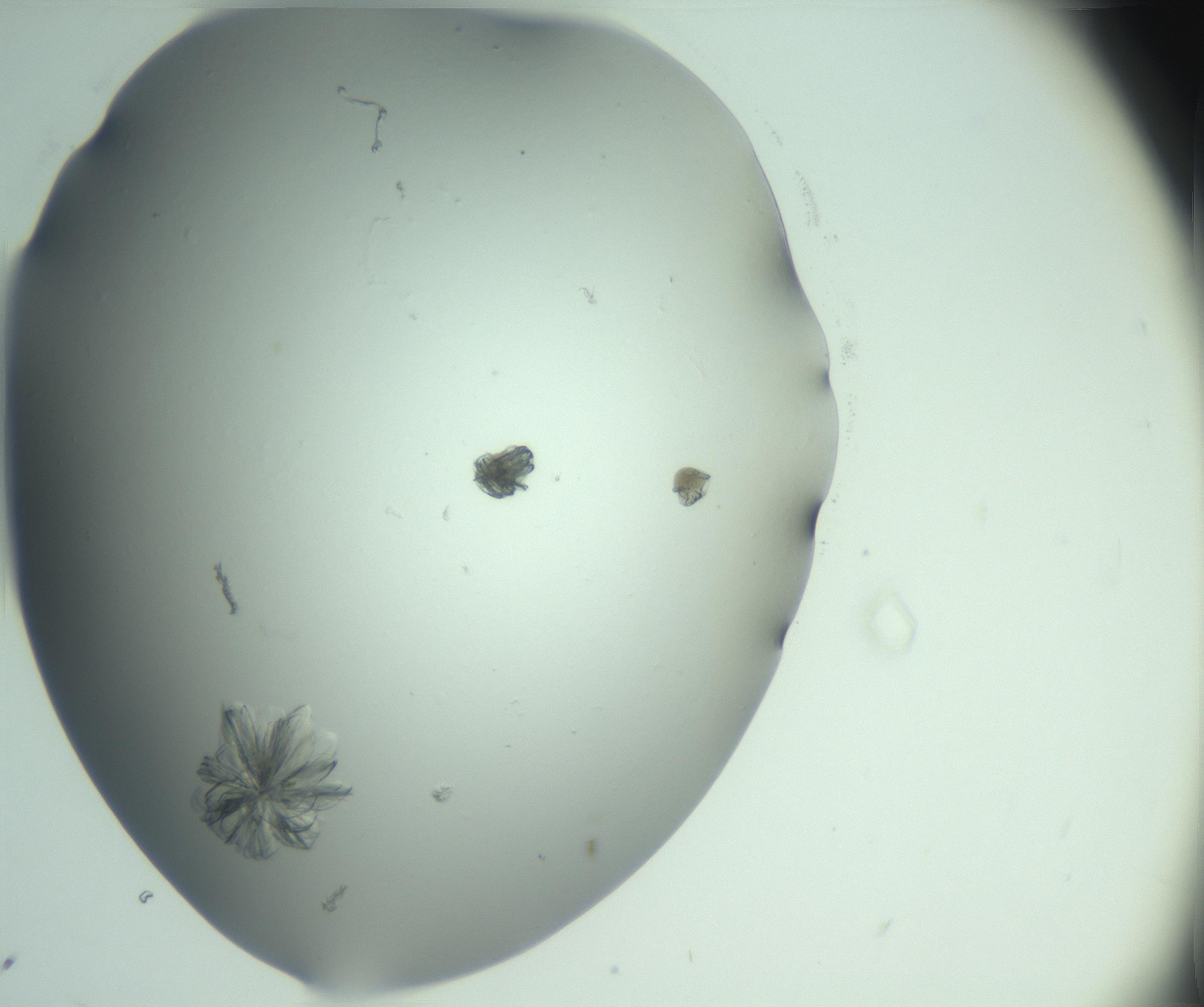 RI01_03_000_0212_Proj1_Clon1_MC_0000MC103074_002_161127_03_06_02_00_99_002_001_RAI.jpg