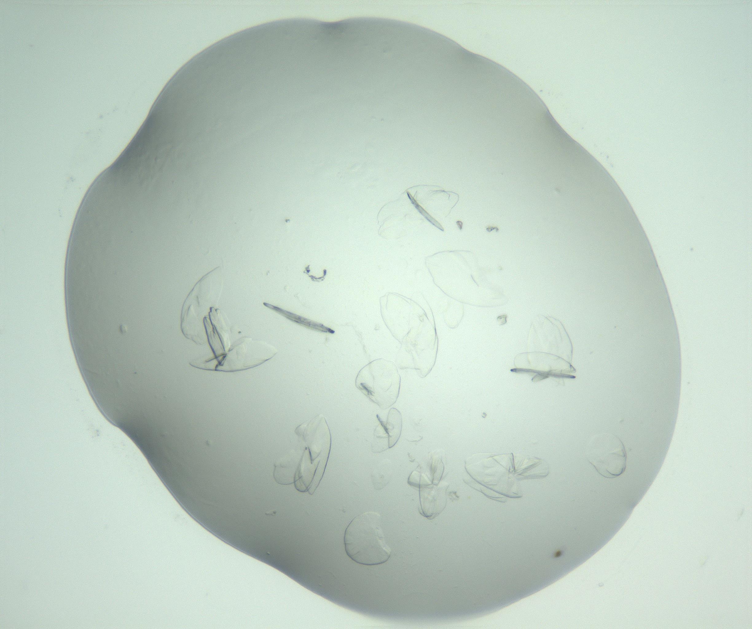 RI01_03_000_0212_Proj1_Clon1_MC_0000MC103074_002_161127_03_07_02_00_99_002_001_RAI.jpg