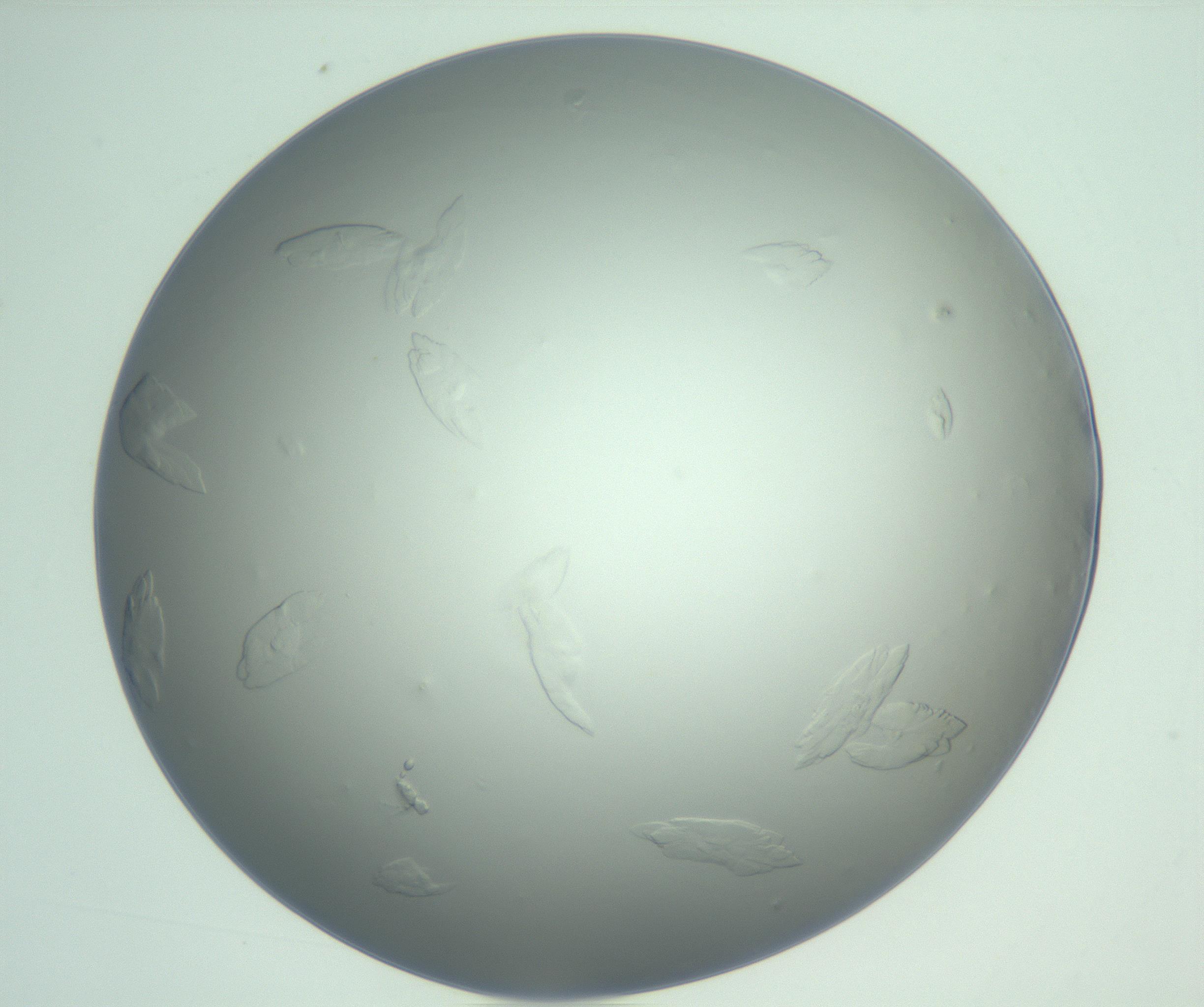 RI01_03_000_0212_Proj1_Clon1_MC_0000MC103074_002_161127_03_08_01_00_99_002_001_RAI.jpg