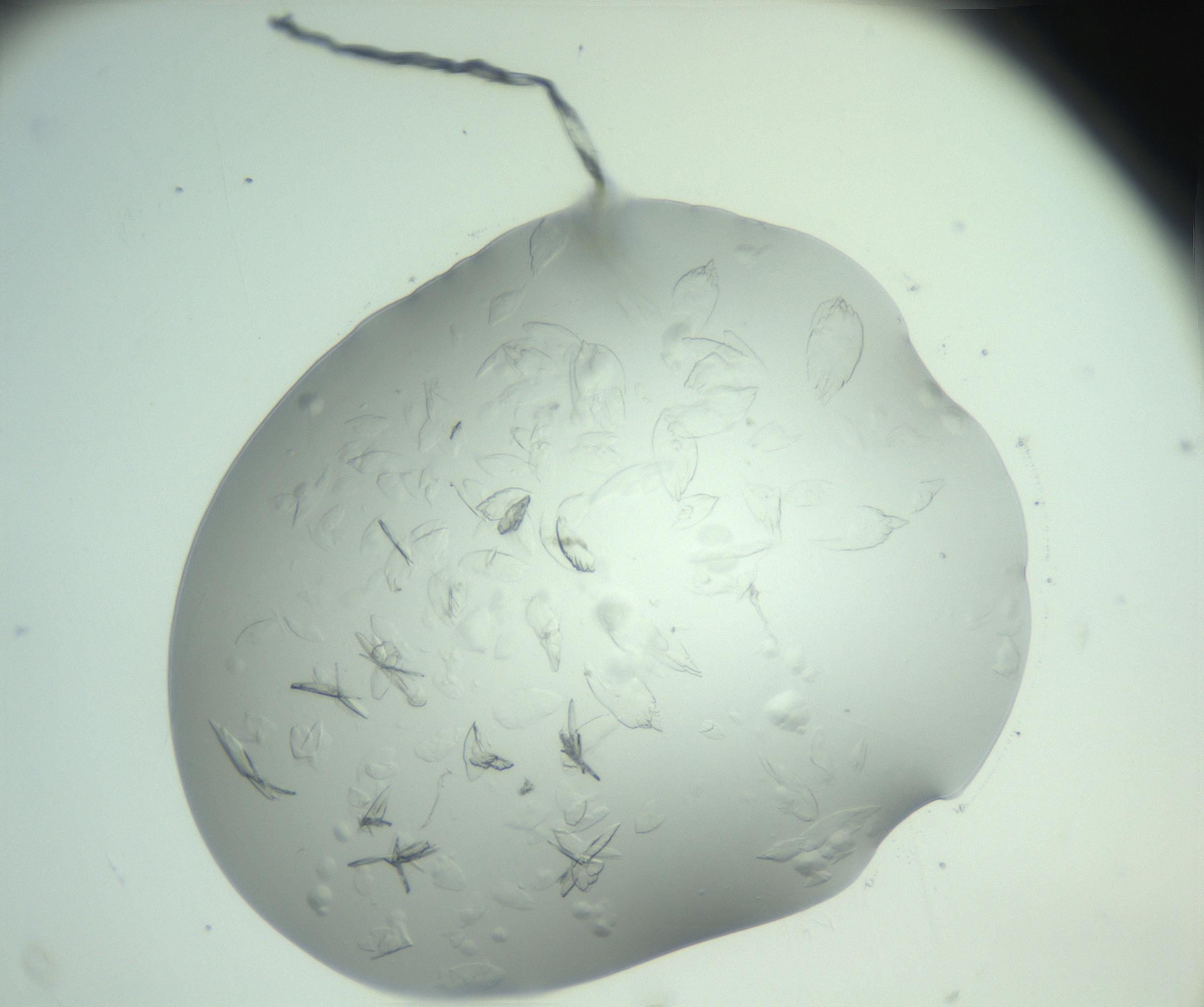 RI01_03_000_0212_Proj1_Clon1_MC_0000MC103074_002_161127_03_08_02_00_99_002_001_RAI.jpg