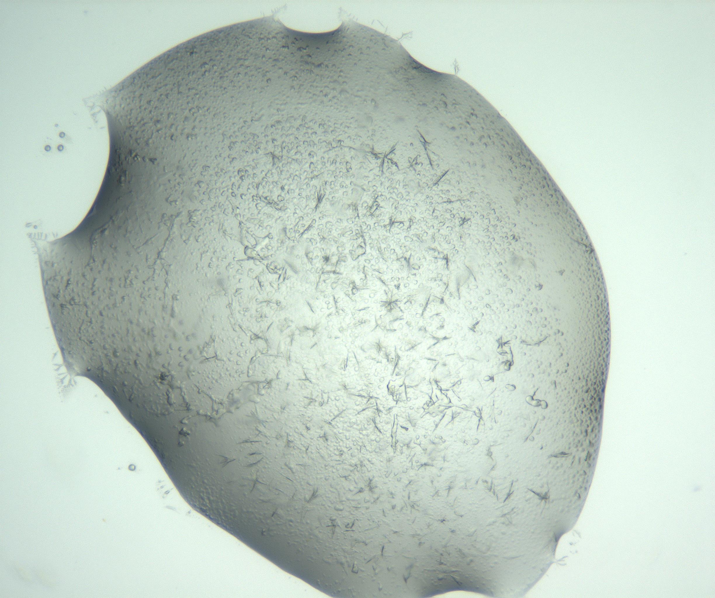 RI01_03_000_0212_Proj1_Clon1_MC_0000MC103074_002_161127_04_01_02_00_99_002_001_RAI.jpg
