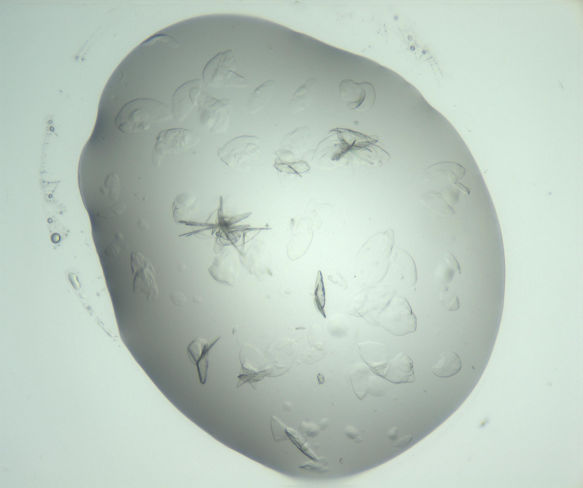 RI01_03_000_0212_Proj1_Clon1_MC_0000MC103074_002_161127_04_02_02_00_99_002_001_RAI.jpg