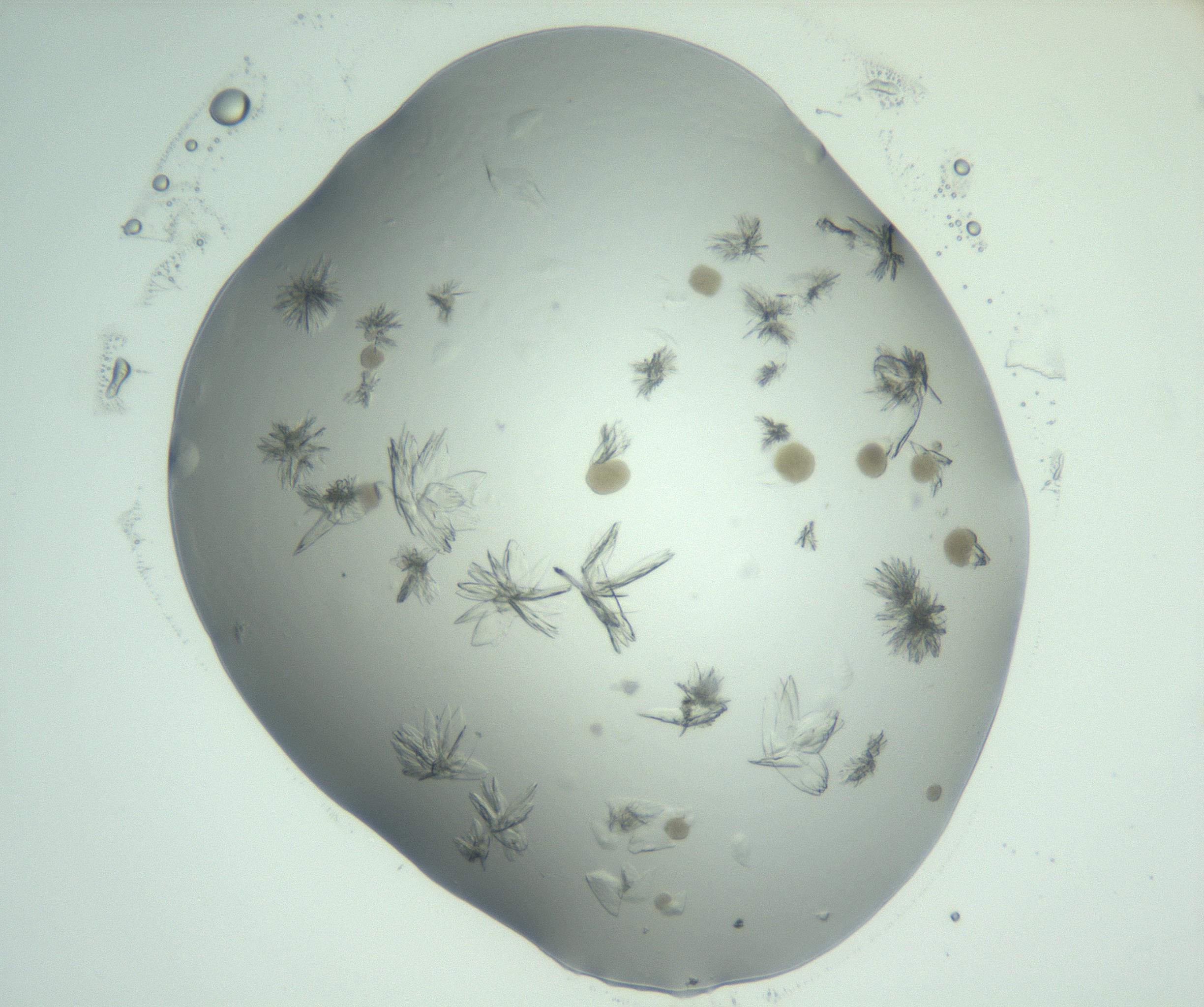 RI01_03_000_0212_Proj1_Clon1_MC_0000MC103074_002_161127_04_03_02_00_99_002_001_RAI.jpg