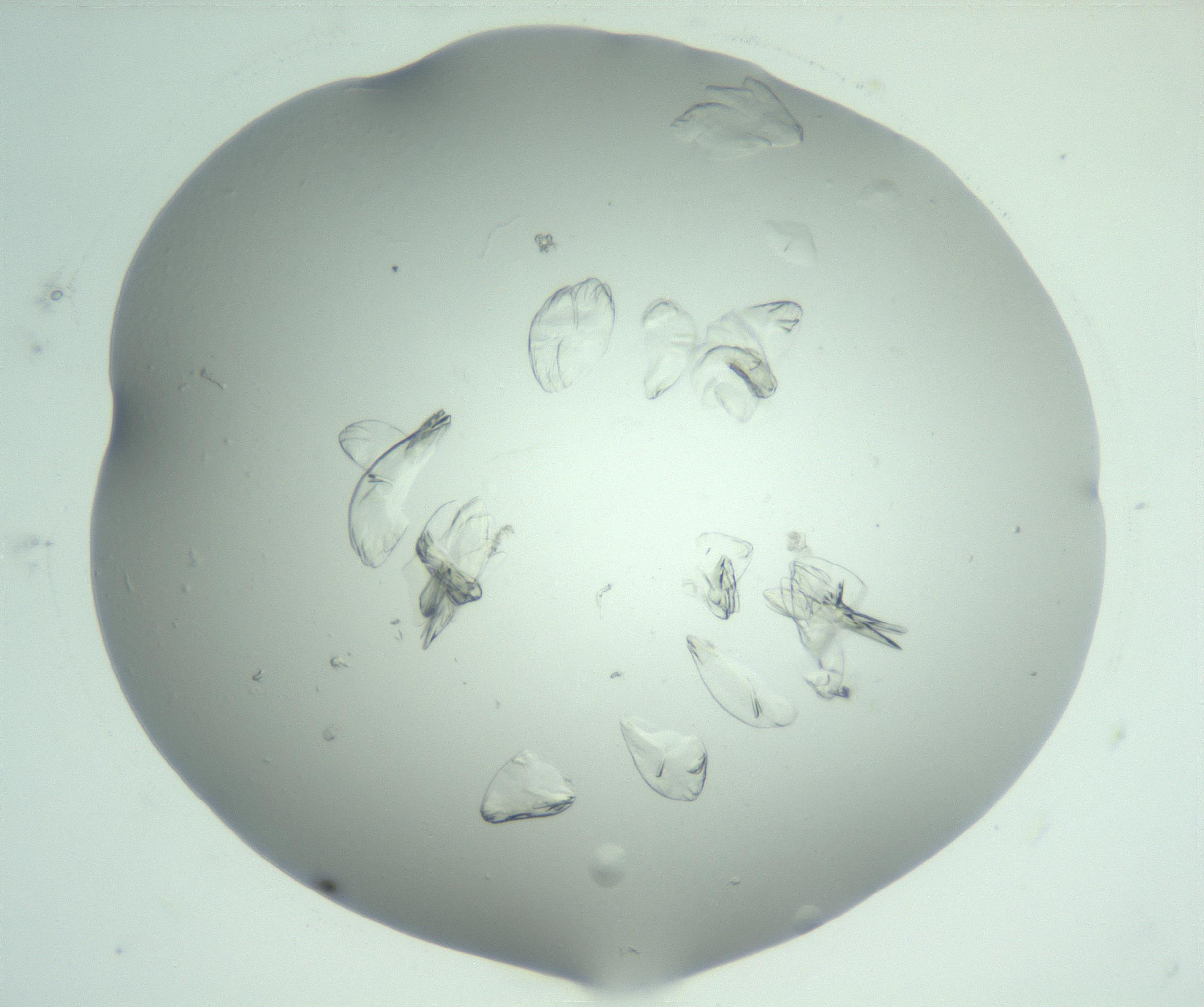 RI01_03_000_0212_Proj1_Clon1_MC_0000MC103074_002_161127_04_04_02_00_99_002_001_RAI.jpg