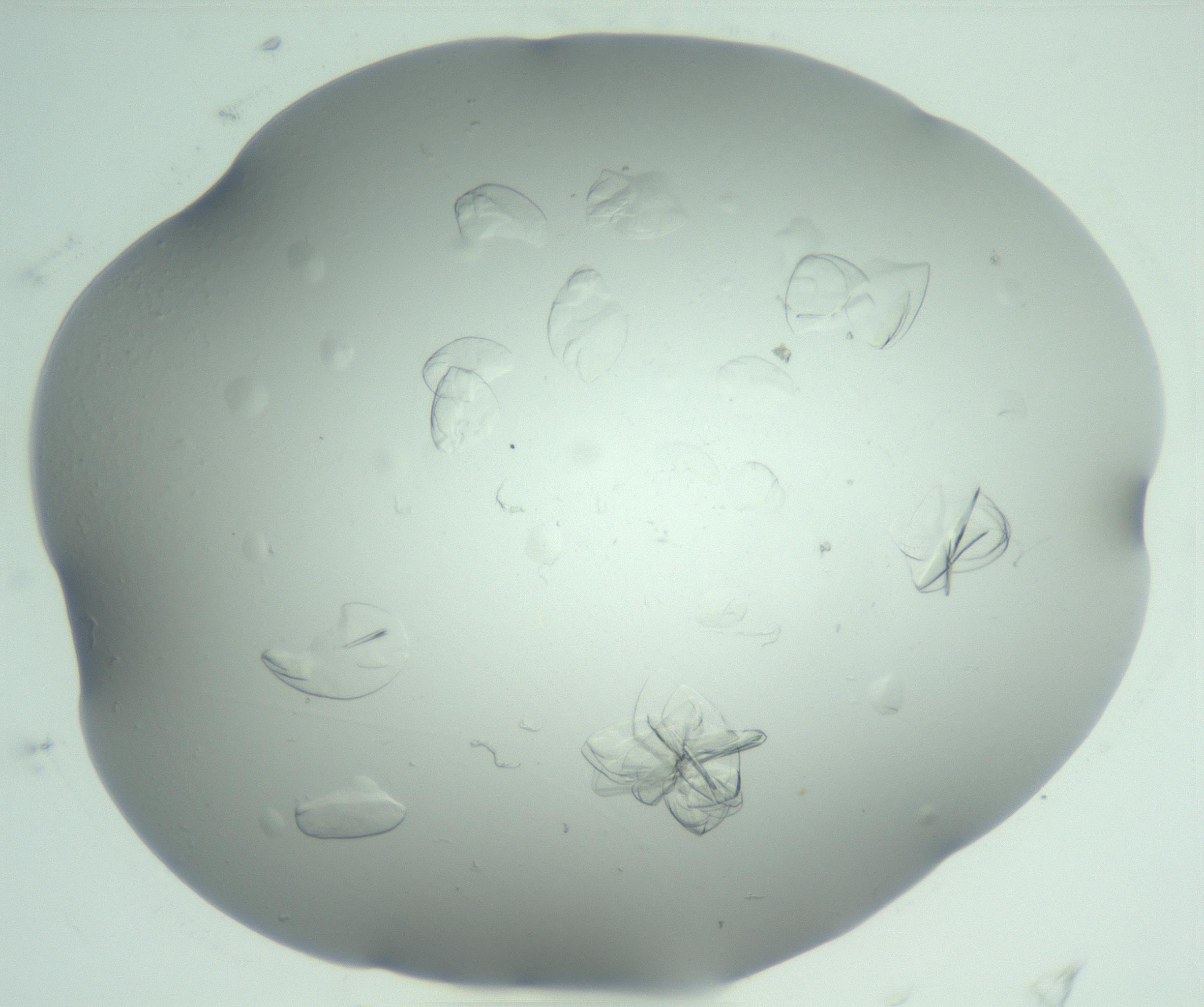 RI01_03_000_0212_Proj1_Clon1_MC_0000MC103074_002_161127_04_05_02_00_99_002_001_RAI.jpg