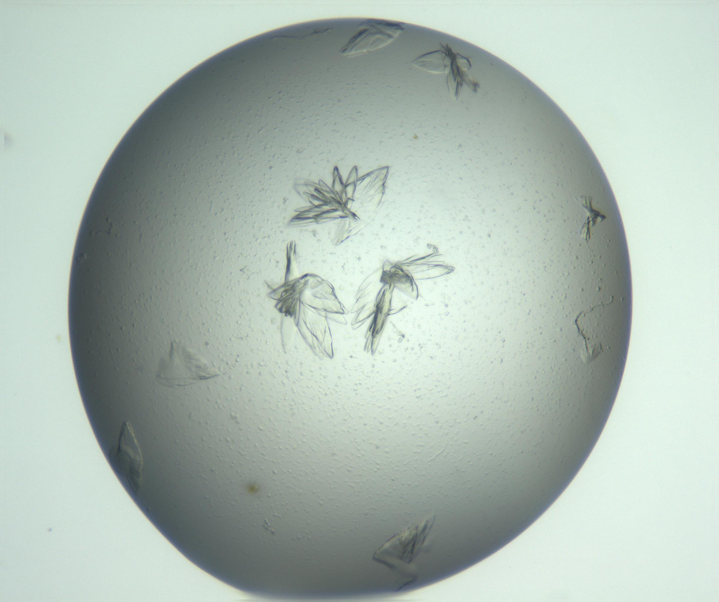 RI01_03_000_0212_Proj1_Clon1_MC_0000MC103074_002_161127_04_06_01_00_99_002_001_RAI.jpg