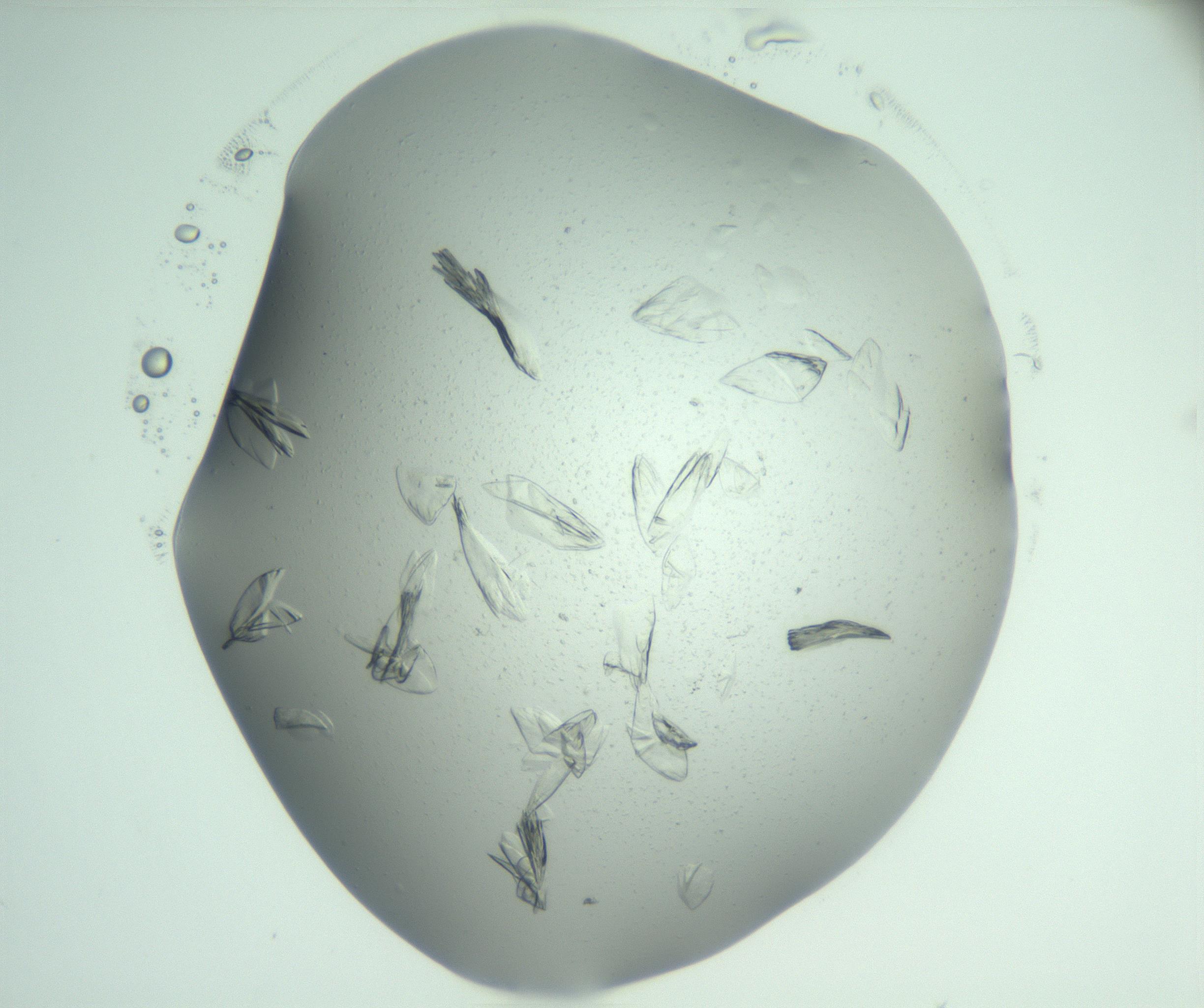 RI01_03_000_0212_Proj1_Clon1_MC_0000MC103074_002_161127_04_06_02_00_99_002_001_RAI.jpg