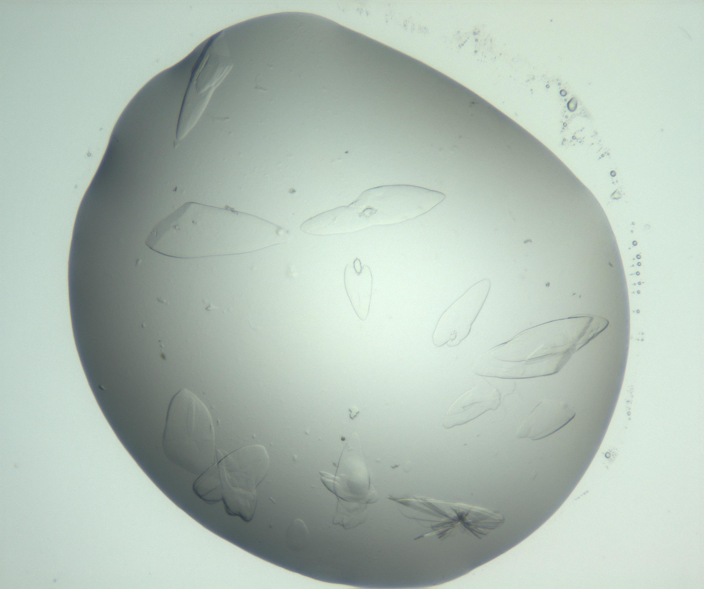 RI01_03_000_0212_Proj1_Clon1_MC_0000MC103074_002_161127_04_07_02_00_99_002_001_RAI.jpg