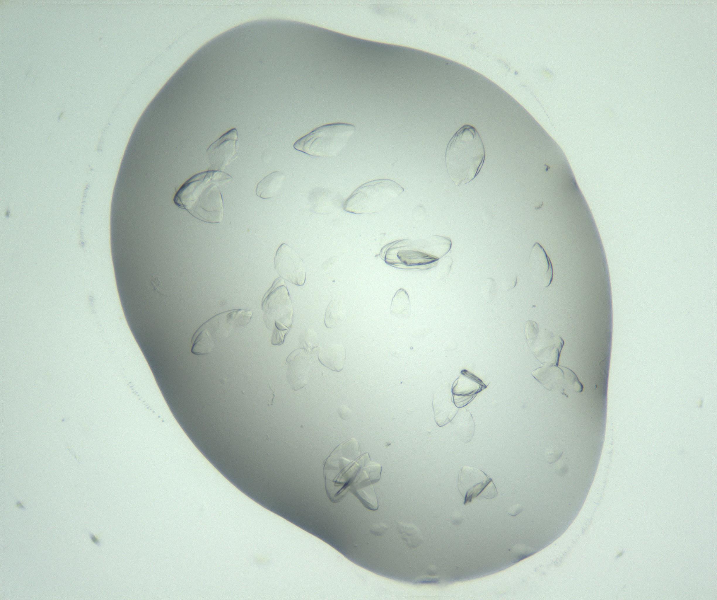 RI01_03_000_0212_Proj1_Clon1_MC_0000MC103074_002_161127_05_01_02_00_99_002_001_RAI.jpg
