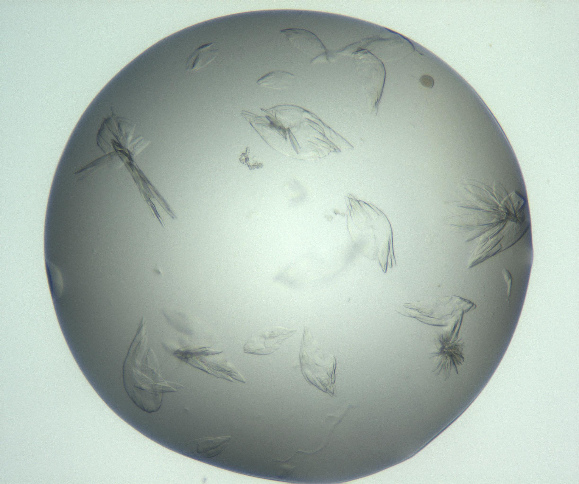 RI01_03_000_0212_Proj1_Clon1_MC_0000MC103074_002_161127_05_02_01_00_99_002_001_RAI.jpg