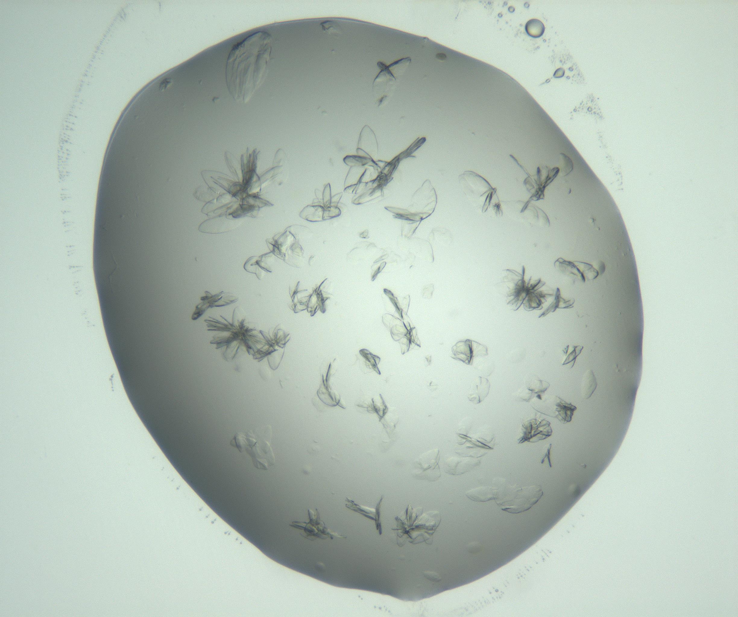 RI01_03_000_0212_Proj1_Clon1_MC_0000MC103074_002_161127_05_02_02_00_99_002_001_RAI.jpg