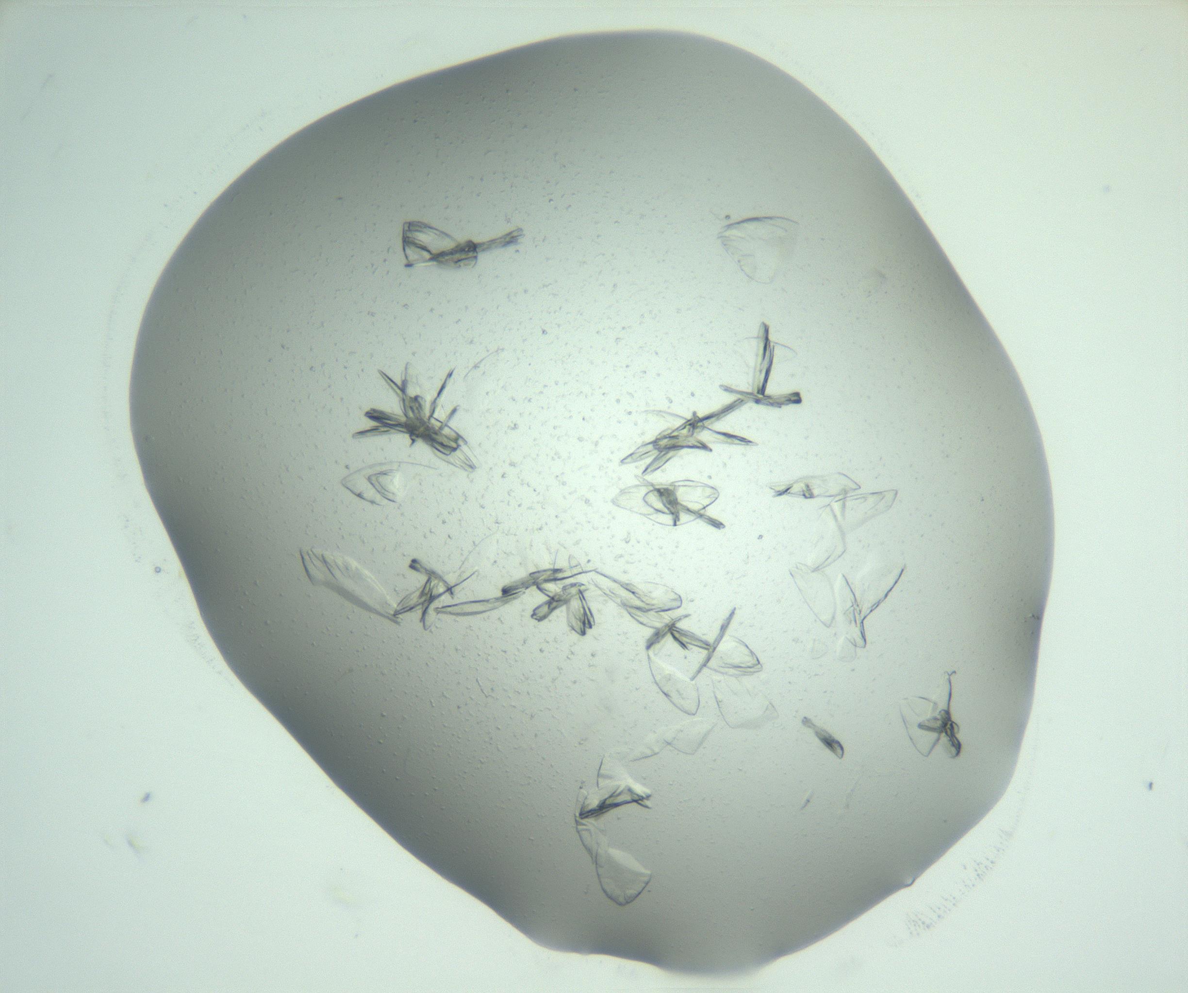 RI01_03_000_0212_Proj1_Clon1_MC_0000MC103074_002_161127_05_03_02_00_99_002_001_RAI.jpg