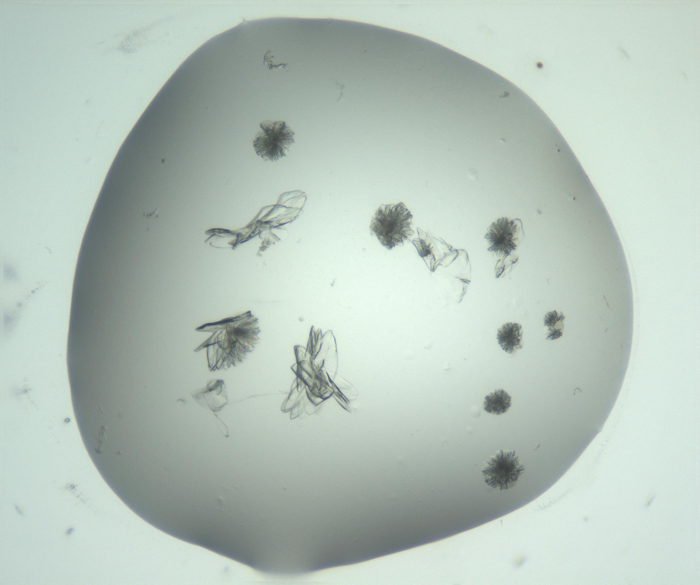 RI01_03_000_0212_Proj1_Clon1_MC_0000MC103074_002_161127_05_04_02_00_99_002_001_RAI.jpg