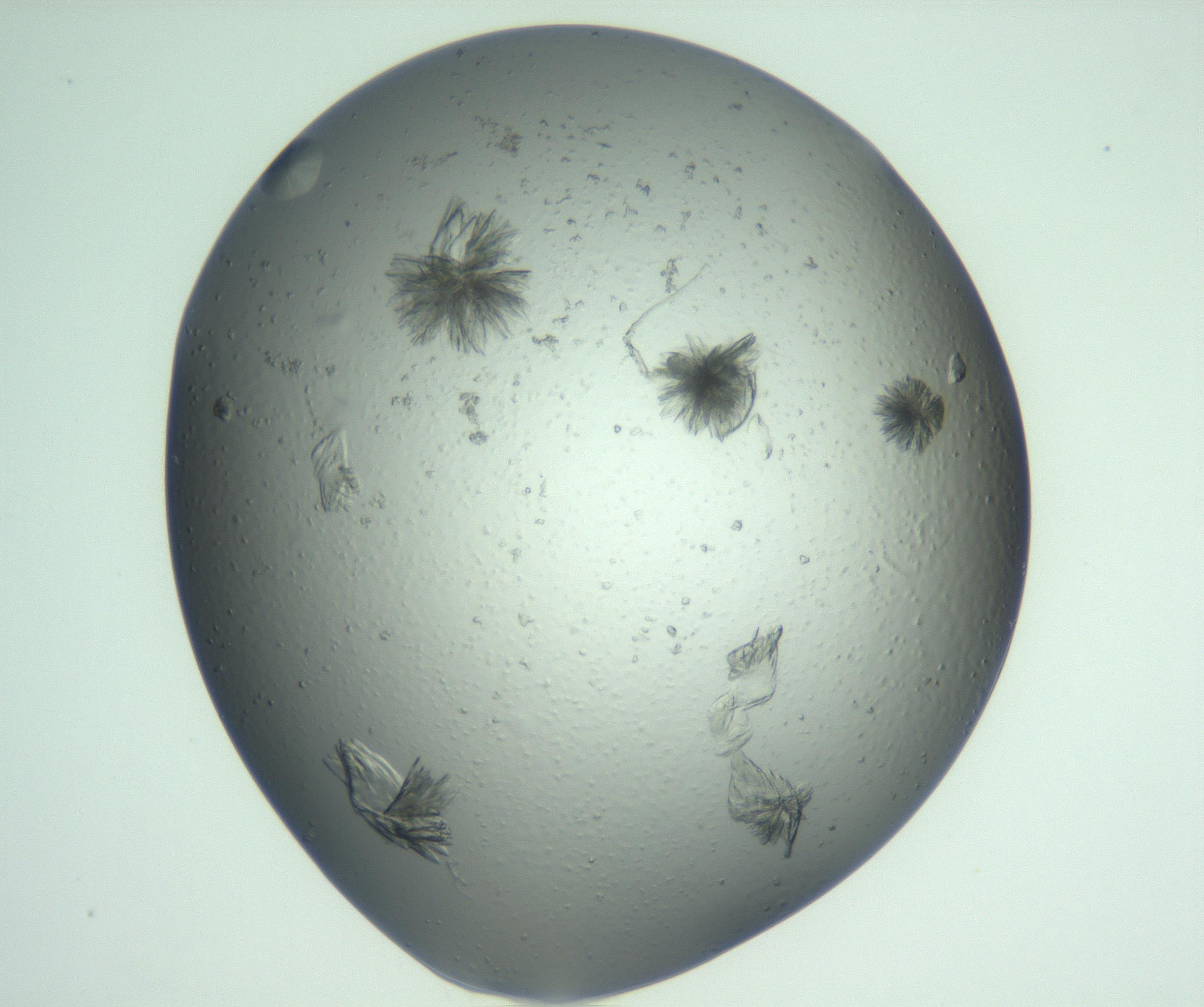 RI01_03_000_0212_Proj1_Clon1_MC_0000MC103074_002_161127_05_05_01_00_99_002_001_RAI.jpg