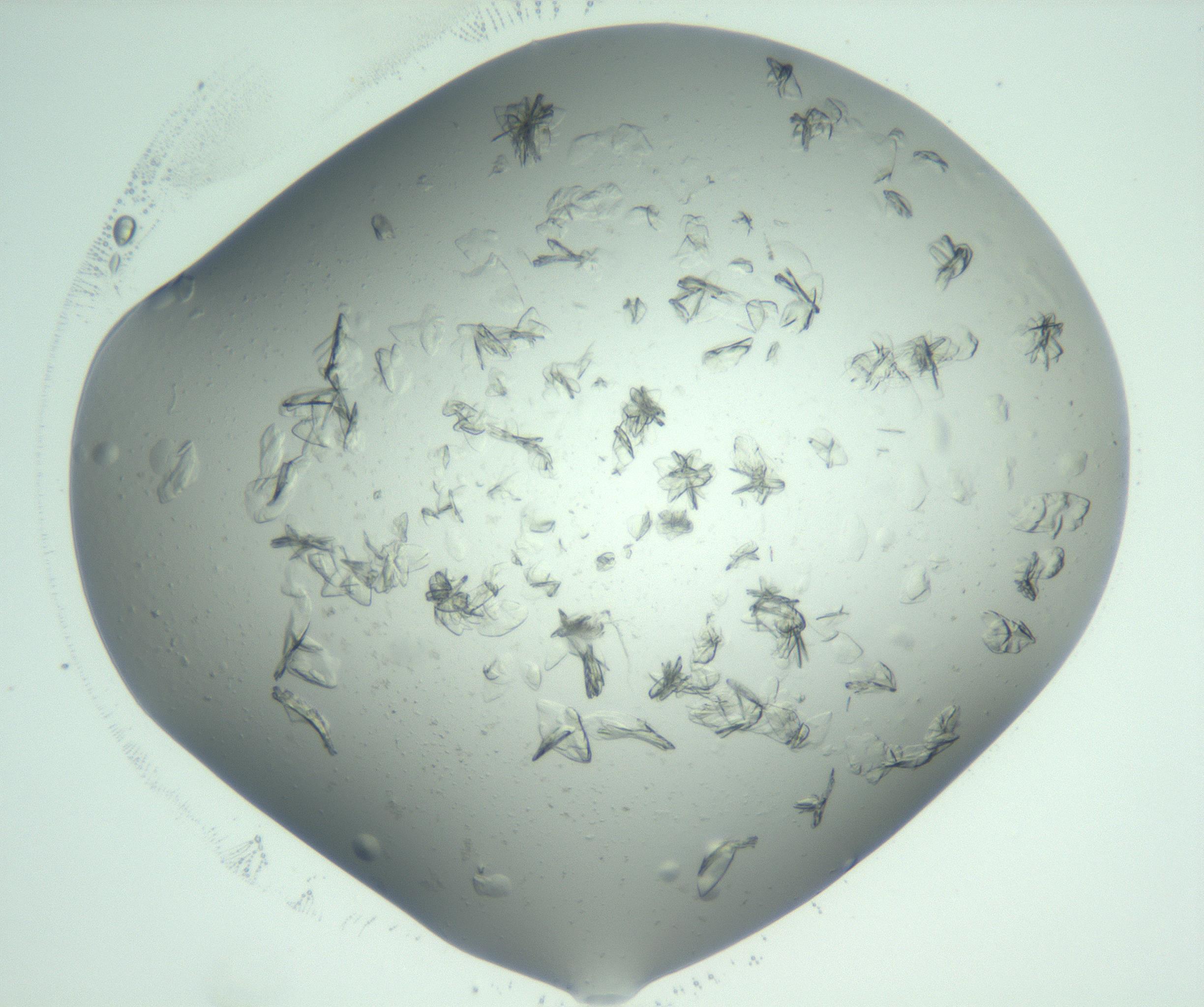 RI01_03_000_0212_Proj1_Clon1_MC_0000MC103074_002_161127_05_05_02_00_99_002_001_RAI.jpg