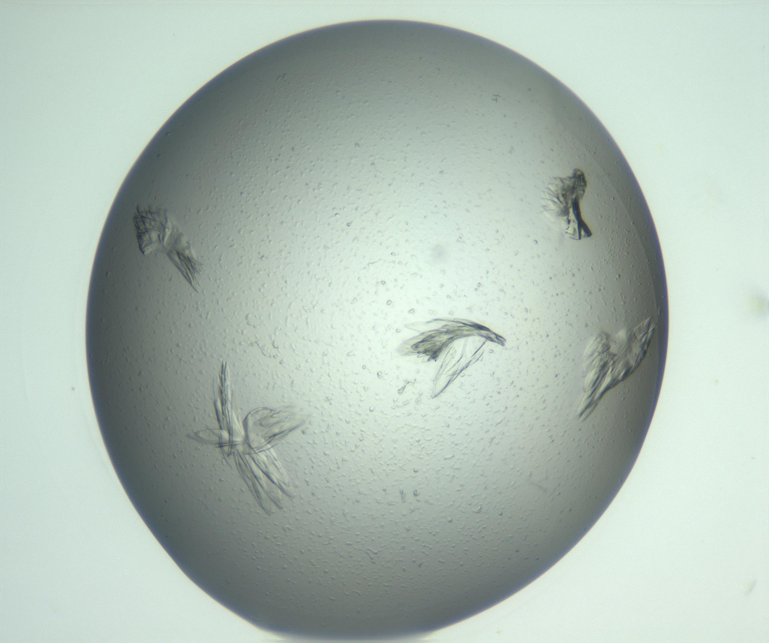 RI01_03_000_0212_Proj1_Clon1_MC_0000MC103074_002_161127_05_06_01_00_99_002_001_RAI.jpg
