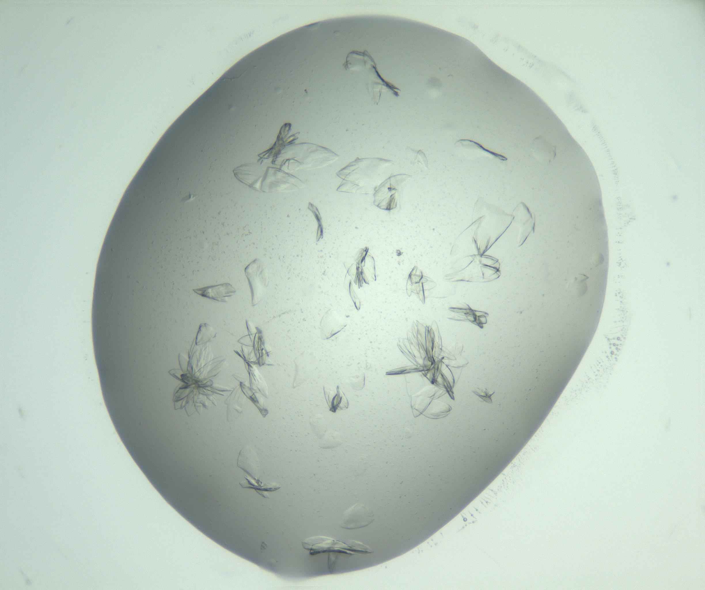 RI01_03_000_0212_Proj1_Clon1_MC_0000MC103074_002_161127_05_06_02_00_99_002_001_RAI.jpg