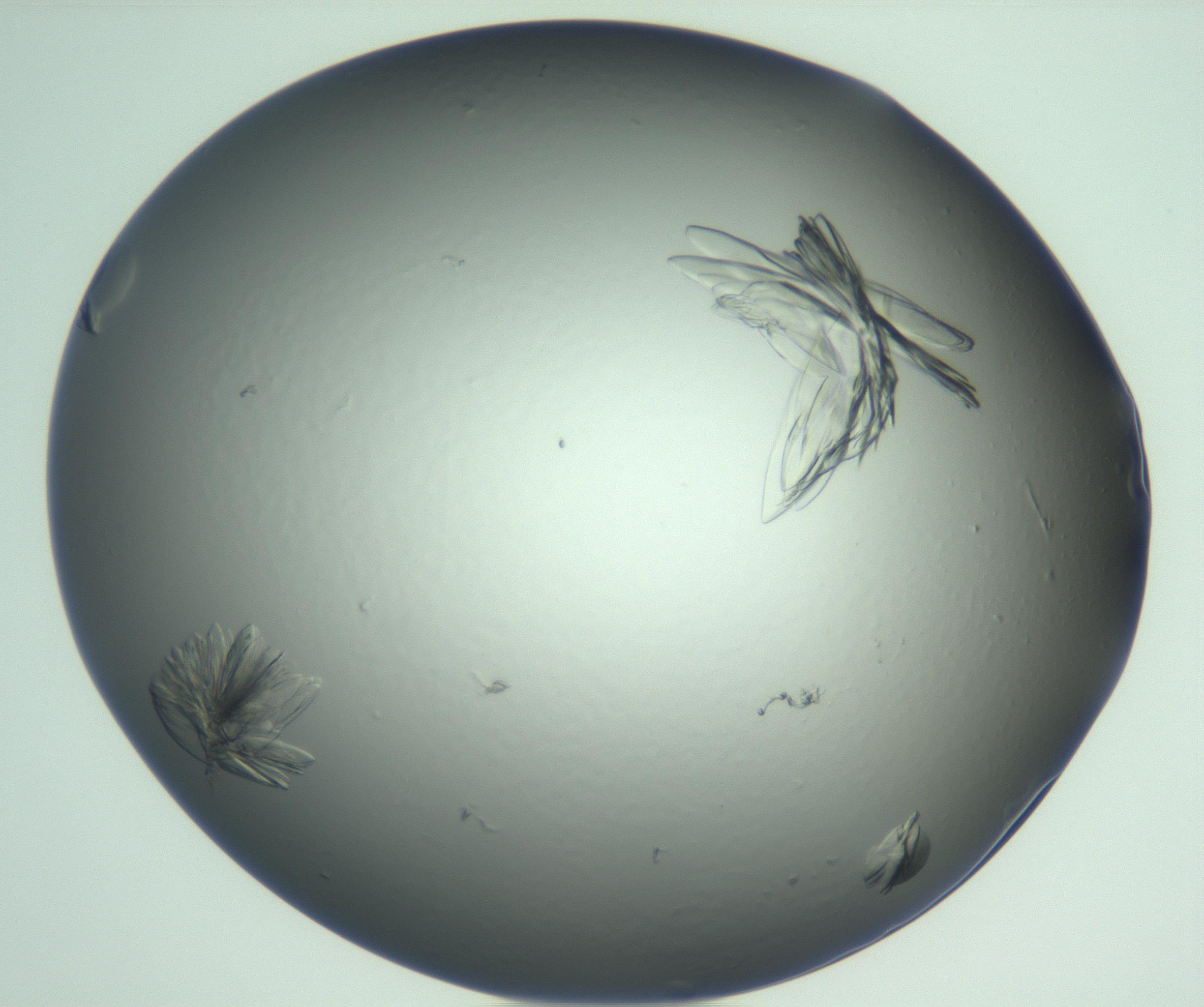 RI01_03_000_0212_Proj1_Clon1_MC_0000MC103074_002_161127_05_07_01_00_99_002_001_RAI.jpg