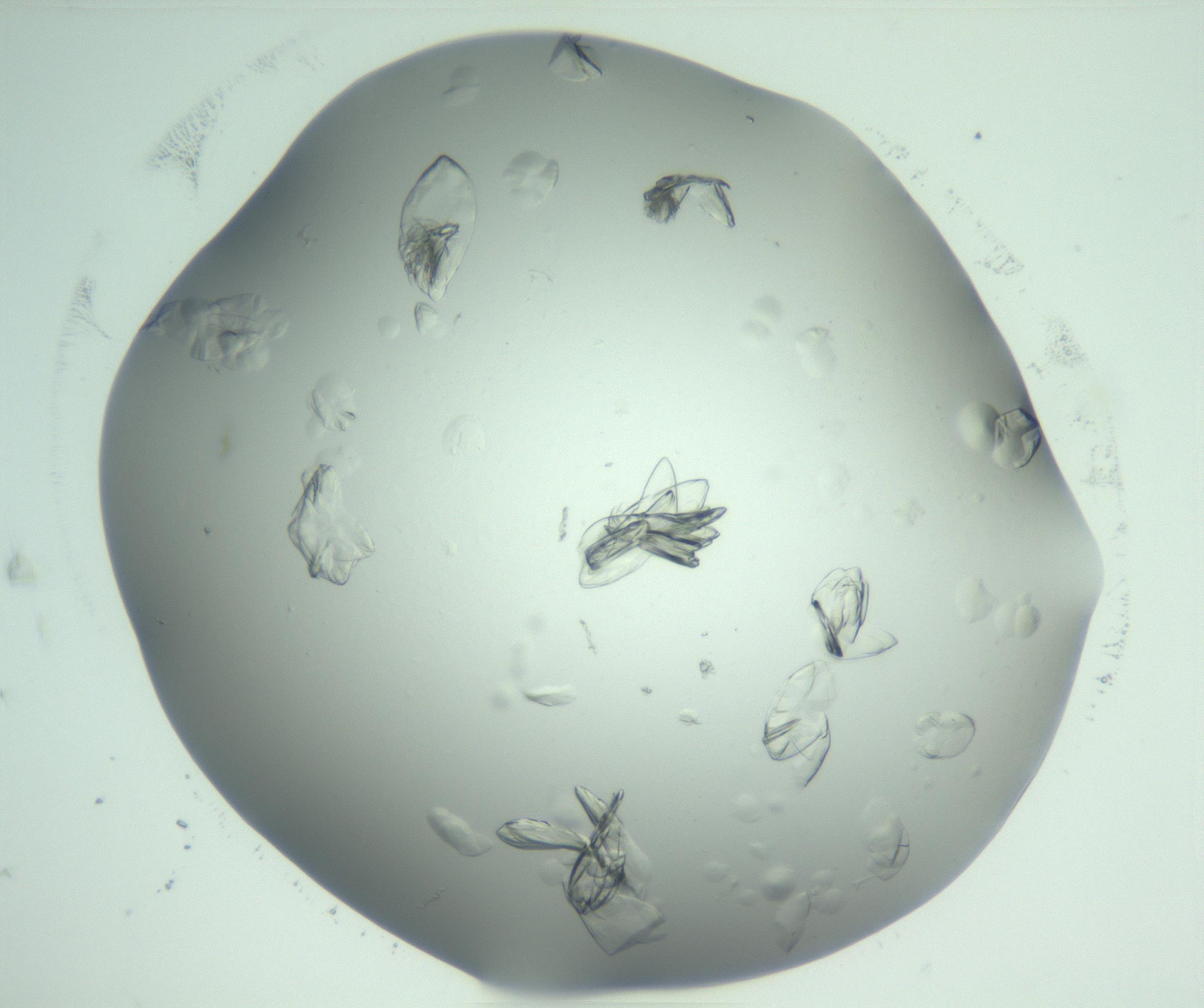 RI01_03_000_0212_Proj1_Clon1_MC_0000MC103074_002_161127_05_07_02_00_99_002_001_RAI.jpg