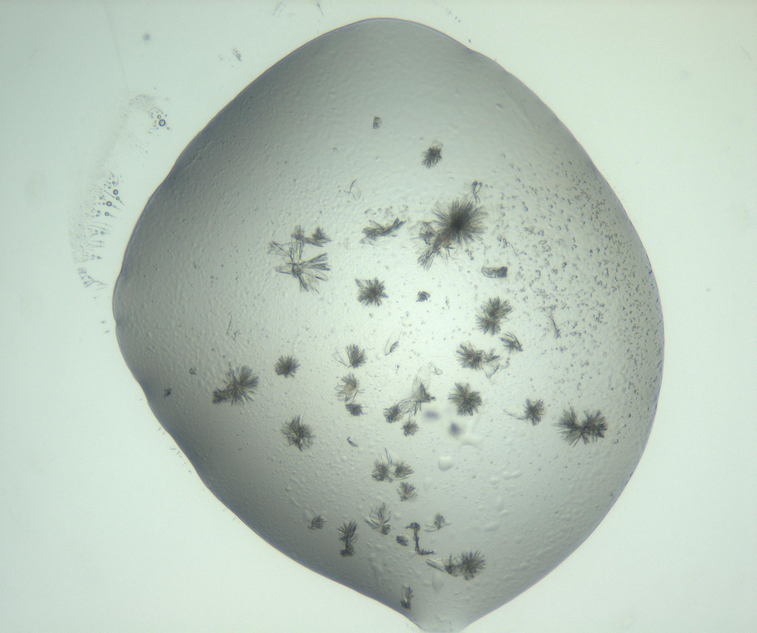 RI01_03_000_0212_Proj1_Clon1_MC_0000MC103074_002_161127_06_02_02_00_99_002_001_RAI.jpg