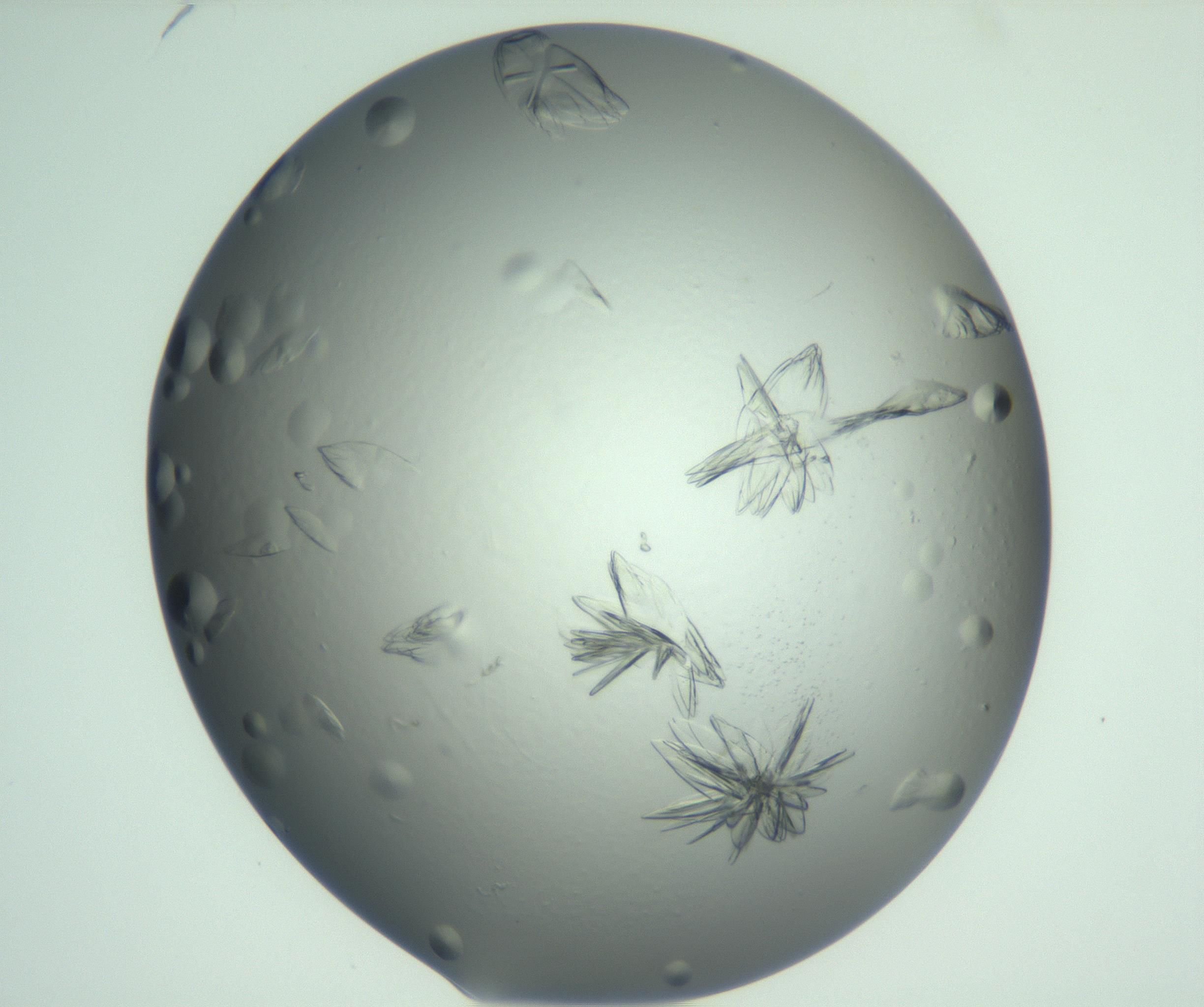 RI01_03_000_0212_Proj1_Clon1_MC_0000MC103074_002_161127_06_03_01_00_99_002_001_RAI.jpg