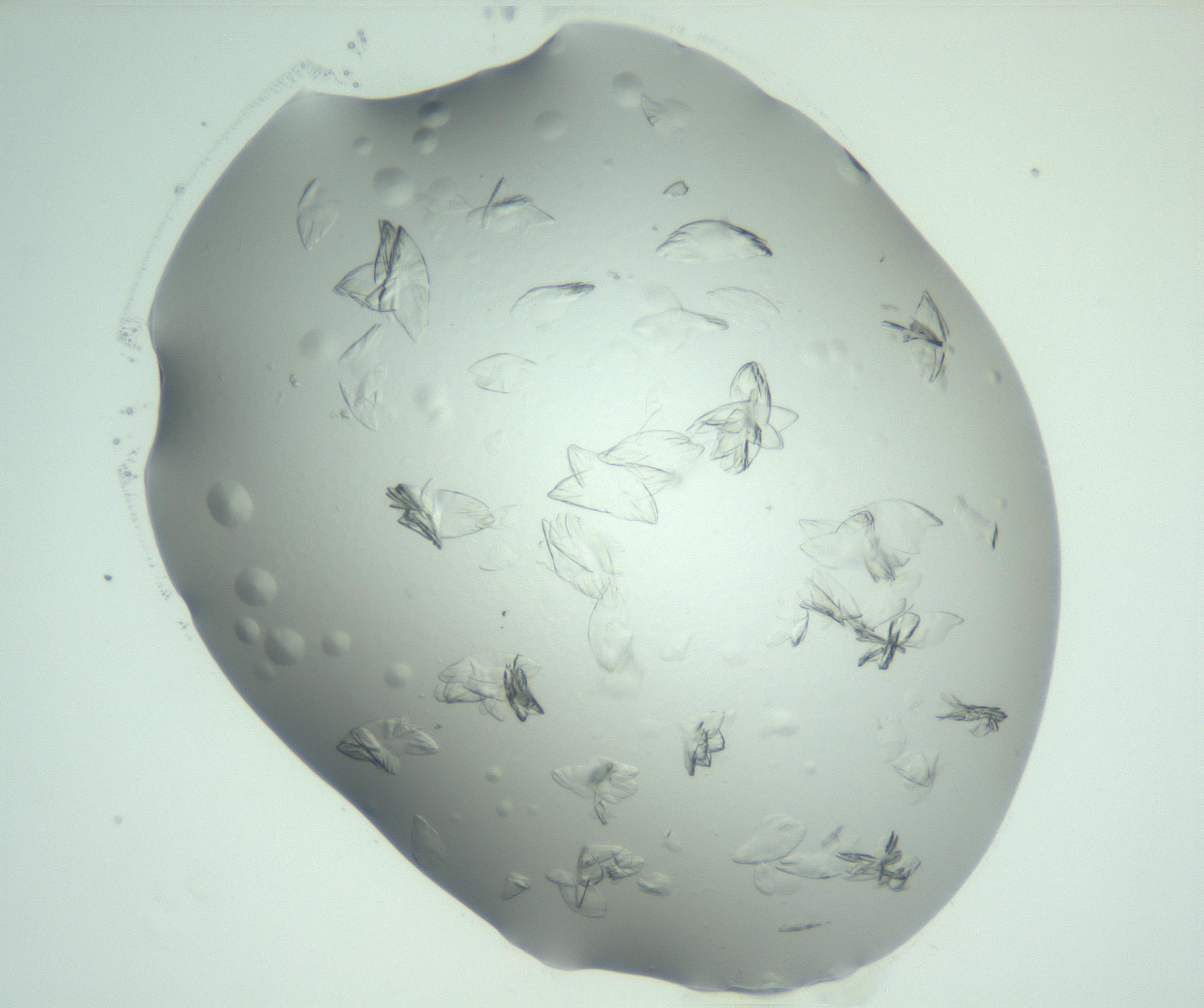 RI01_03_000_0212_Proj1_Clon1_MC_0000MC103074_002_161127_06_03_02_00_99_002_001_RAI.jpg