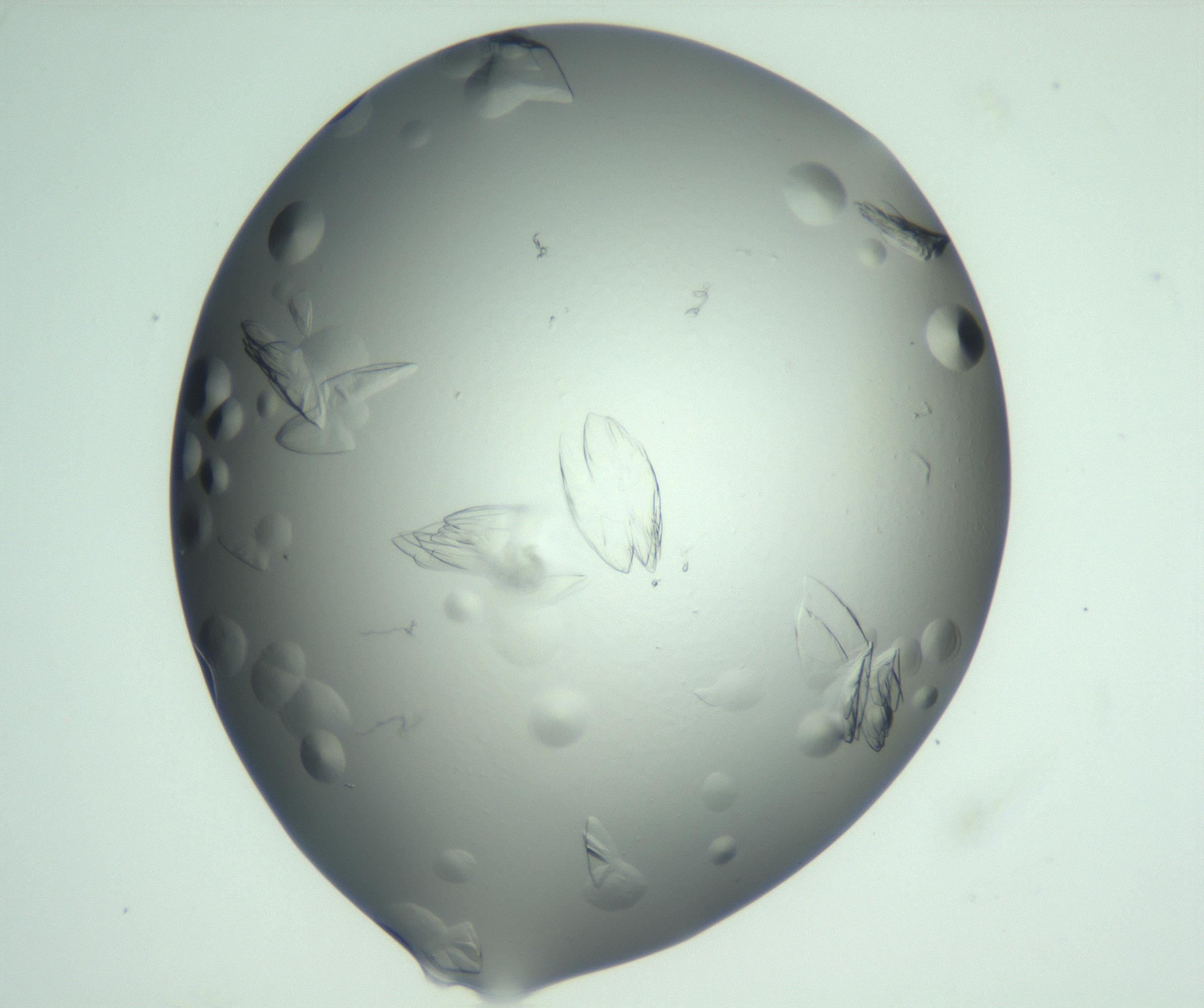 RI01_03_000_0212_Proj1_Clon1_MC_0000MC103074_002_161127_06_04_01_00_99_002_001_RAI.jpg