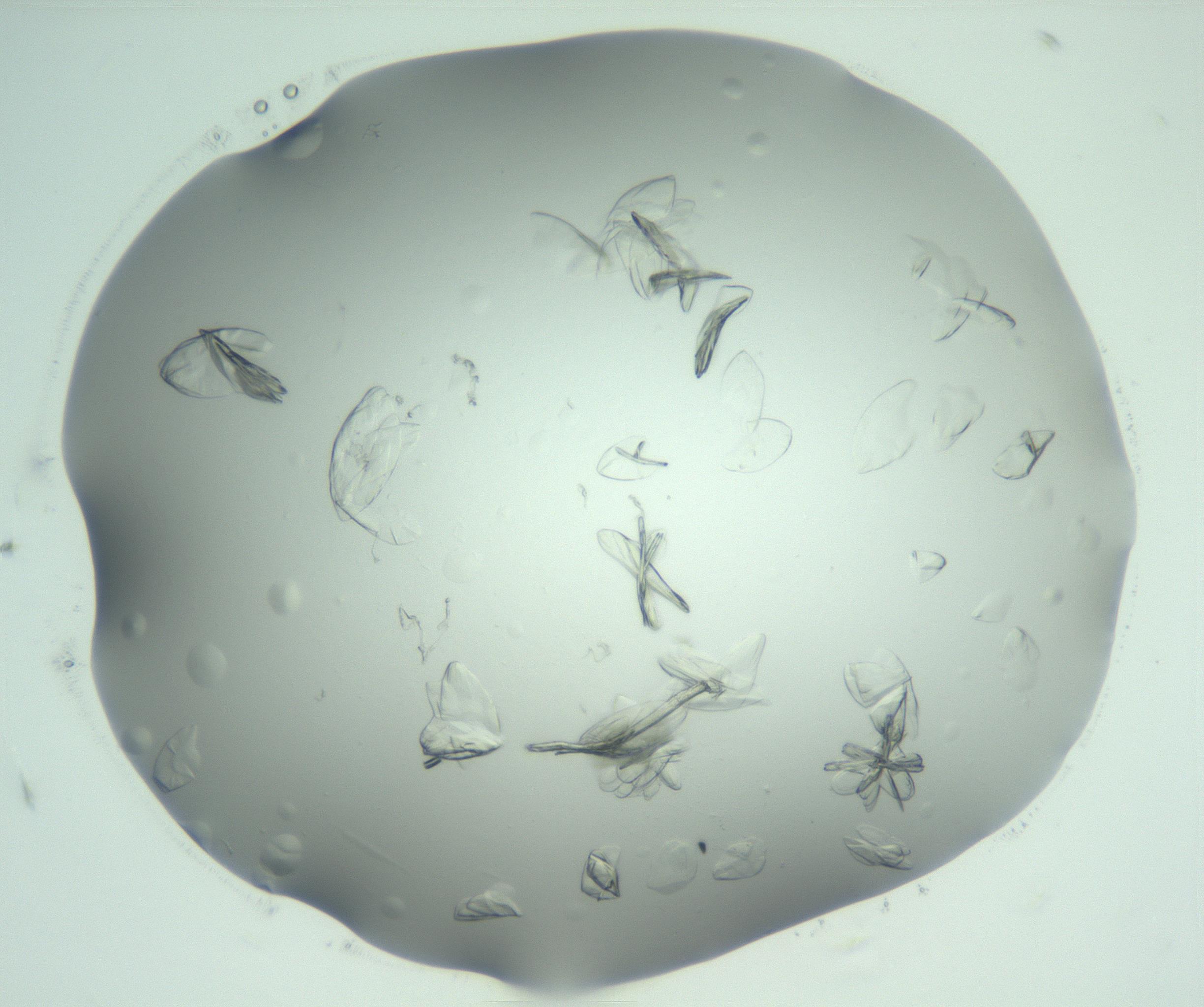 RI01_03_000_0212_Proj1_Clon1_MC_0000MC103074_002_161127_06_04_02_00_99_002_001_RAI.jpg