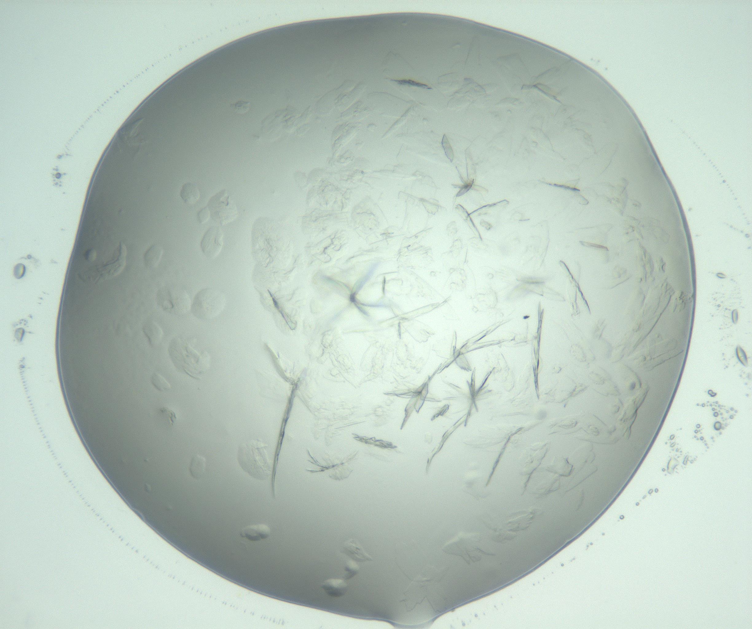 RI01_03_000_0212_Proj1_Clon1_MC_0000MC103074_002_161127_06_05_02_00_99_002_001_RAI.jpg