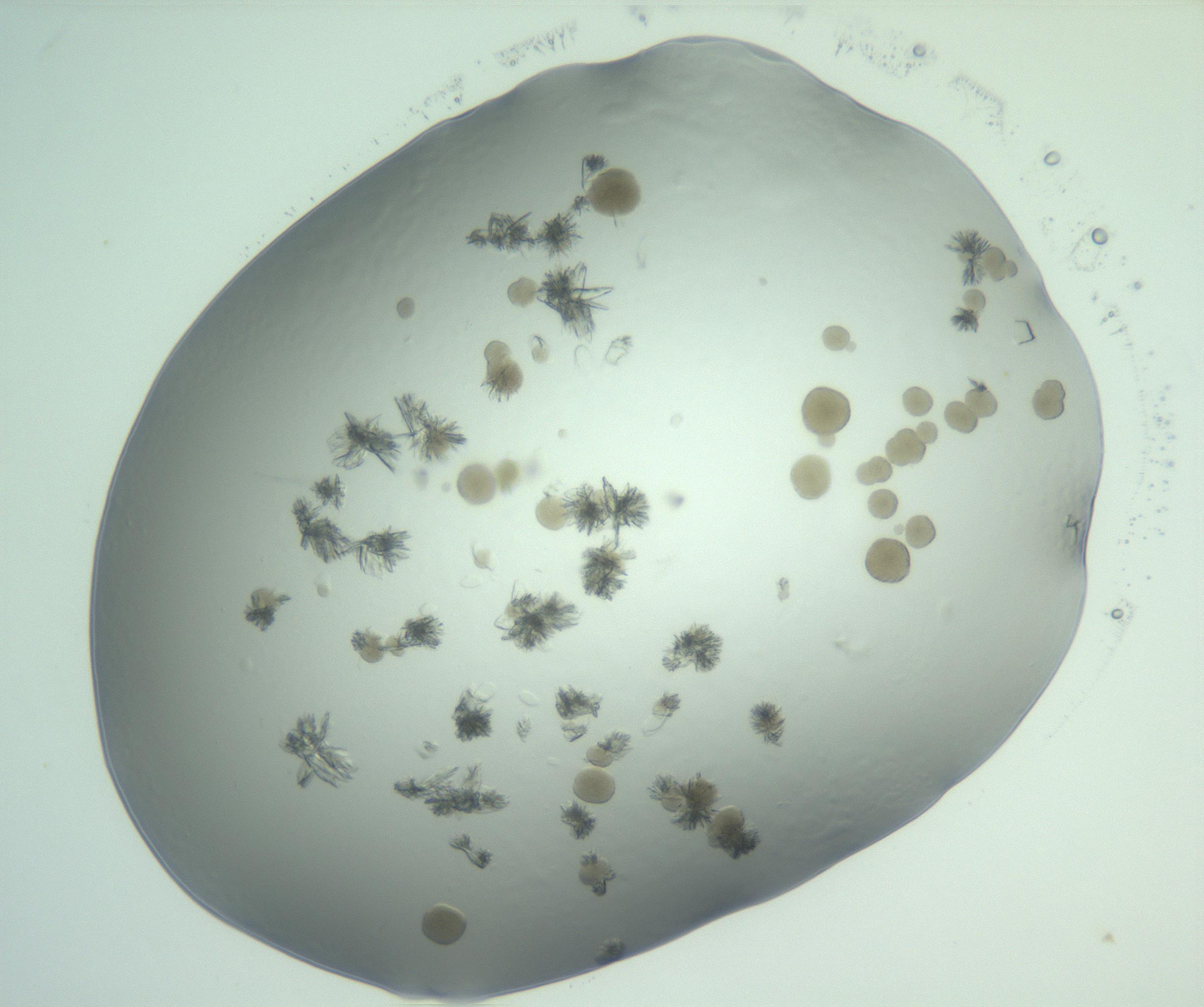 RI01_03_000_0212_Proj1_Clon1_MC_0000MC103074_002_161127_06_08_02_00_99_002_001_RAI.jpg