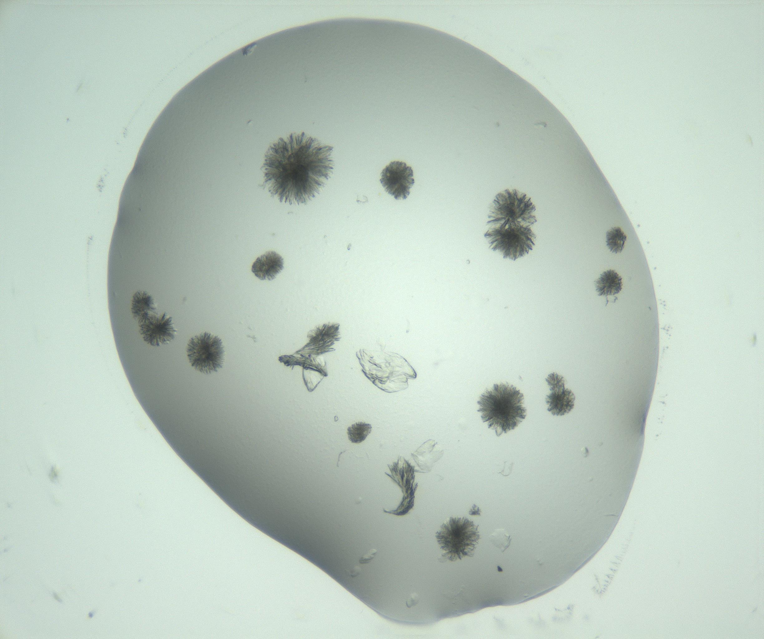 RI01_03_000_0212_Proj1_Clon1_MC_0000MC103074_002_161127_07_01_02_00_99_002_001_RAI.jpg