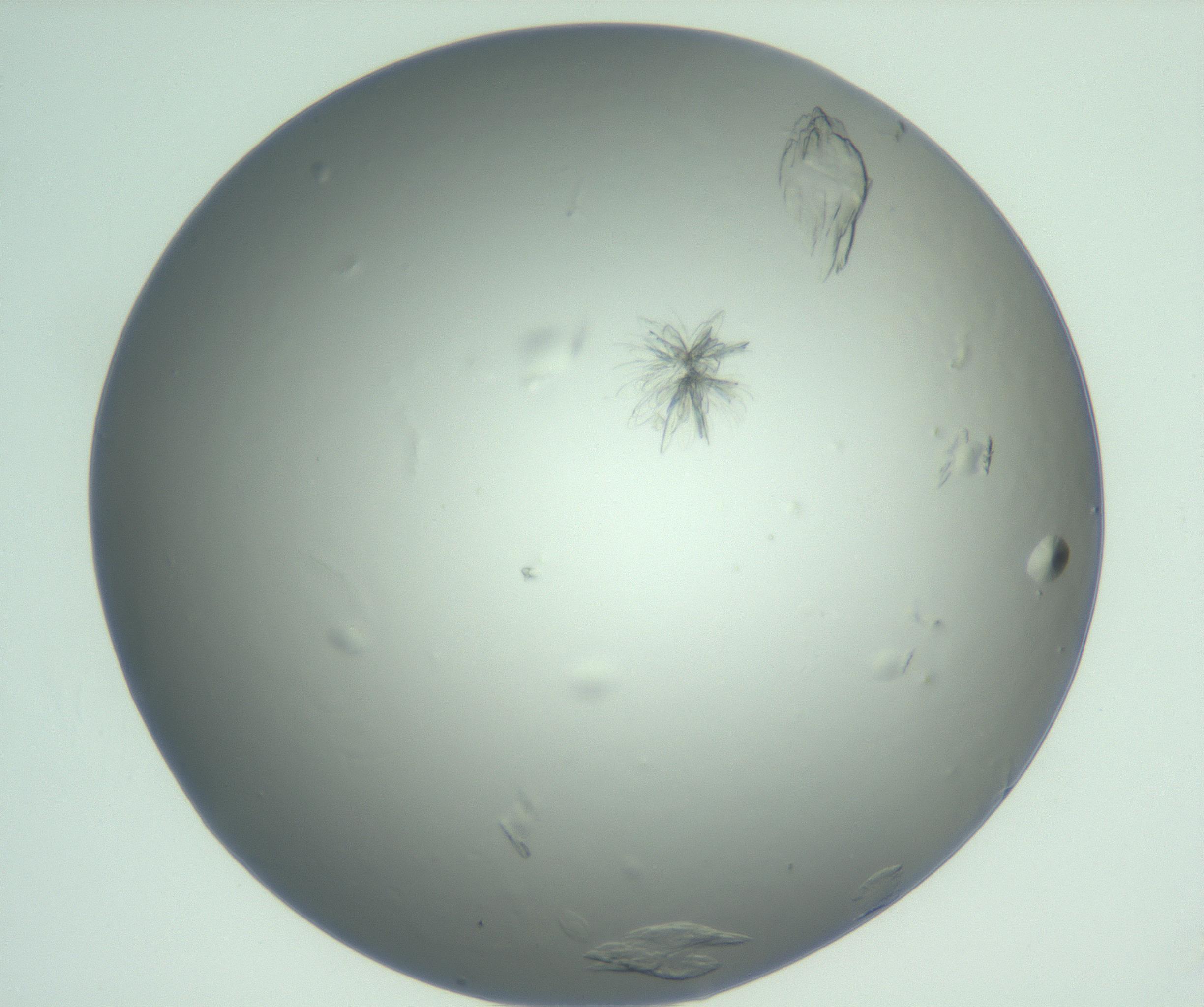 RI01_03_000_0212_Proj1_Clon1_MC_0000MC103074_002_161127_07_02_01_00_99_002_001_RAI.jpg