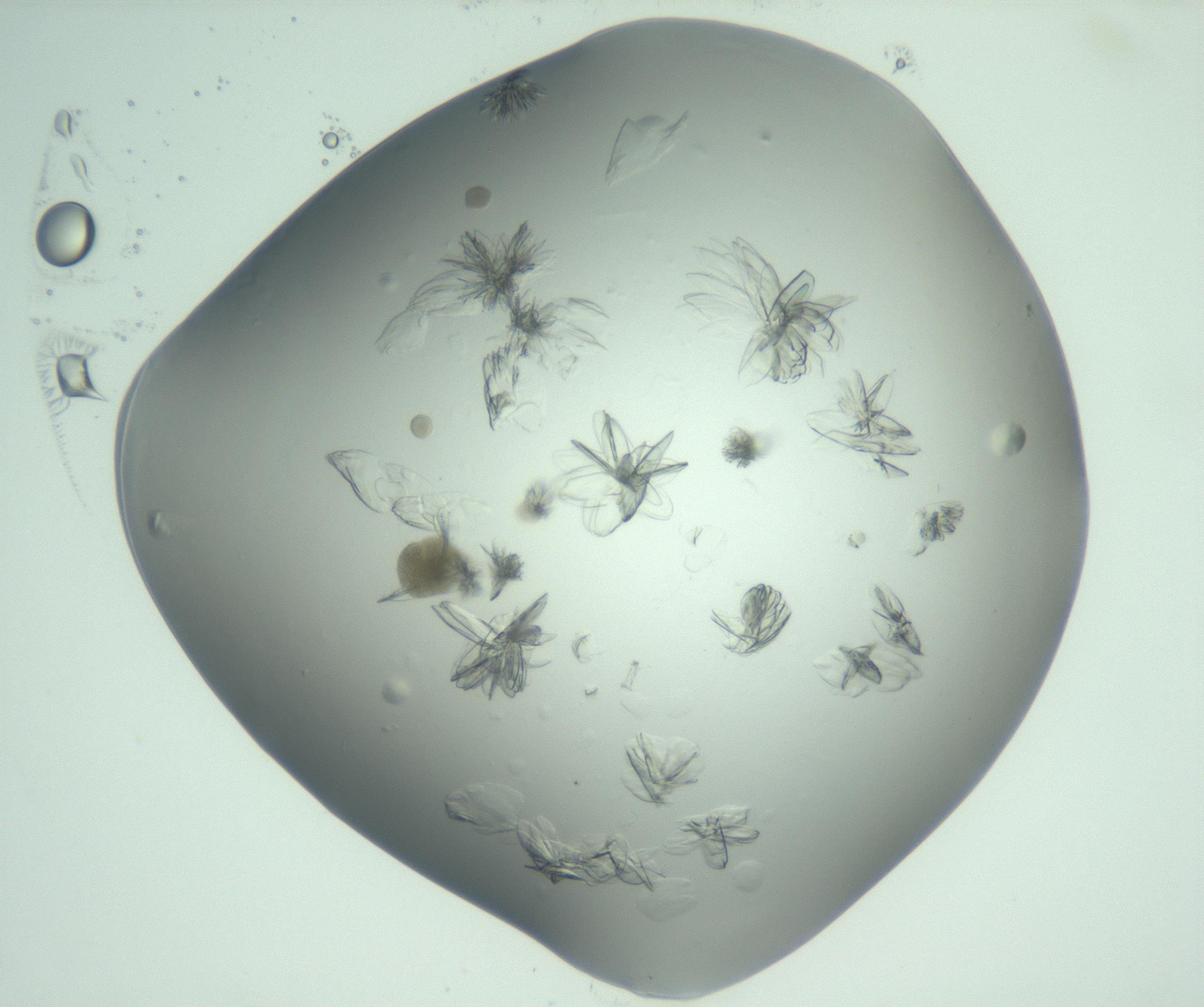RI01_03_000_0212_Proj1_Clon1_MC_0000MC103074_002_161127_07_02_02_00_99_002_001_RAI.jpg