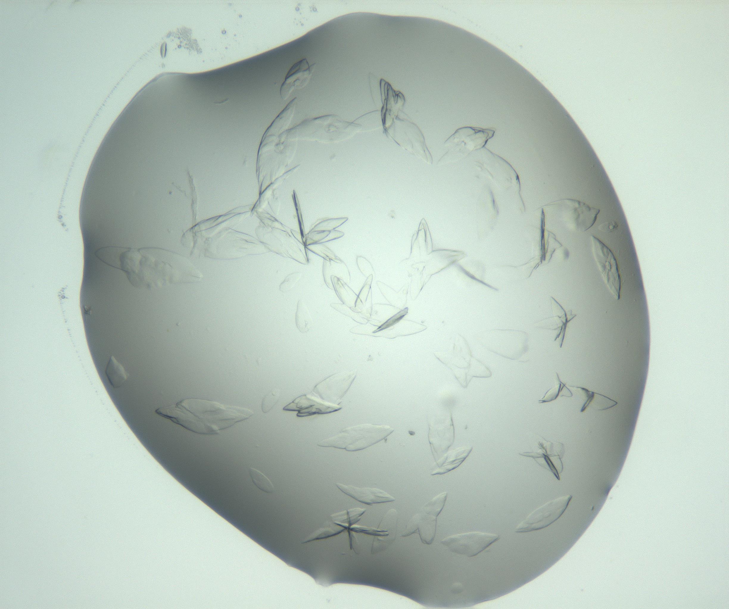 RI01_03_000_0212_Proj1_Clon1_MC_0000MC103074_002_161127_07_03_02_00_99_002_001_RAI.jpg
