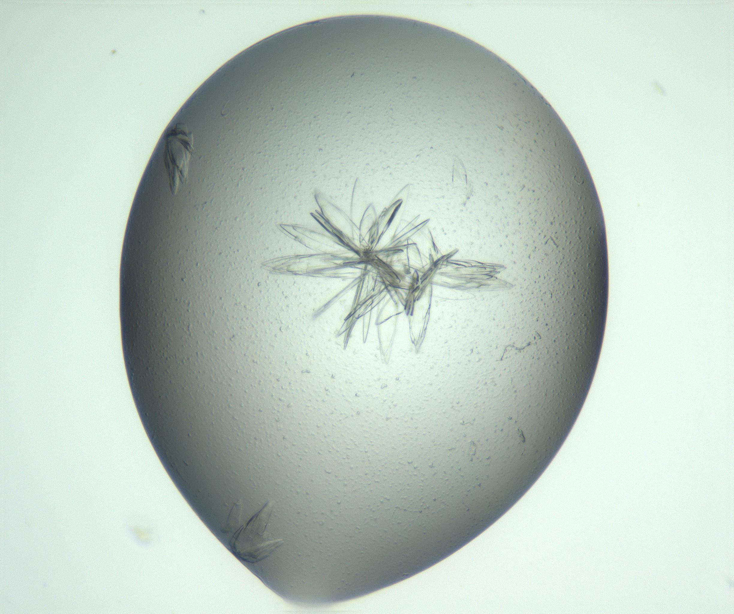 RI01_03_000_0212_Proj1_Clon1_MC_0000MC103074_002_161127_07_04_01_00_99_002_001_RAI.jpg