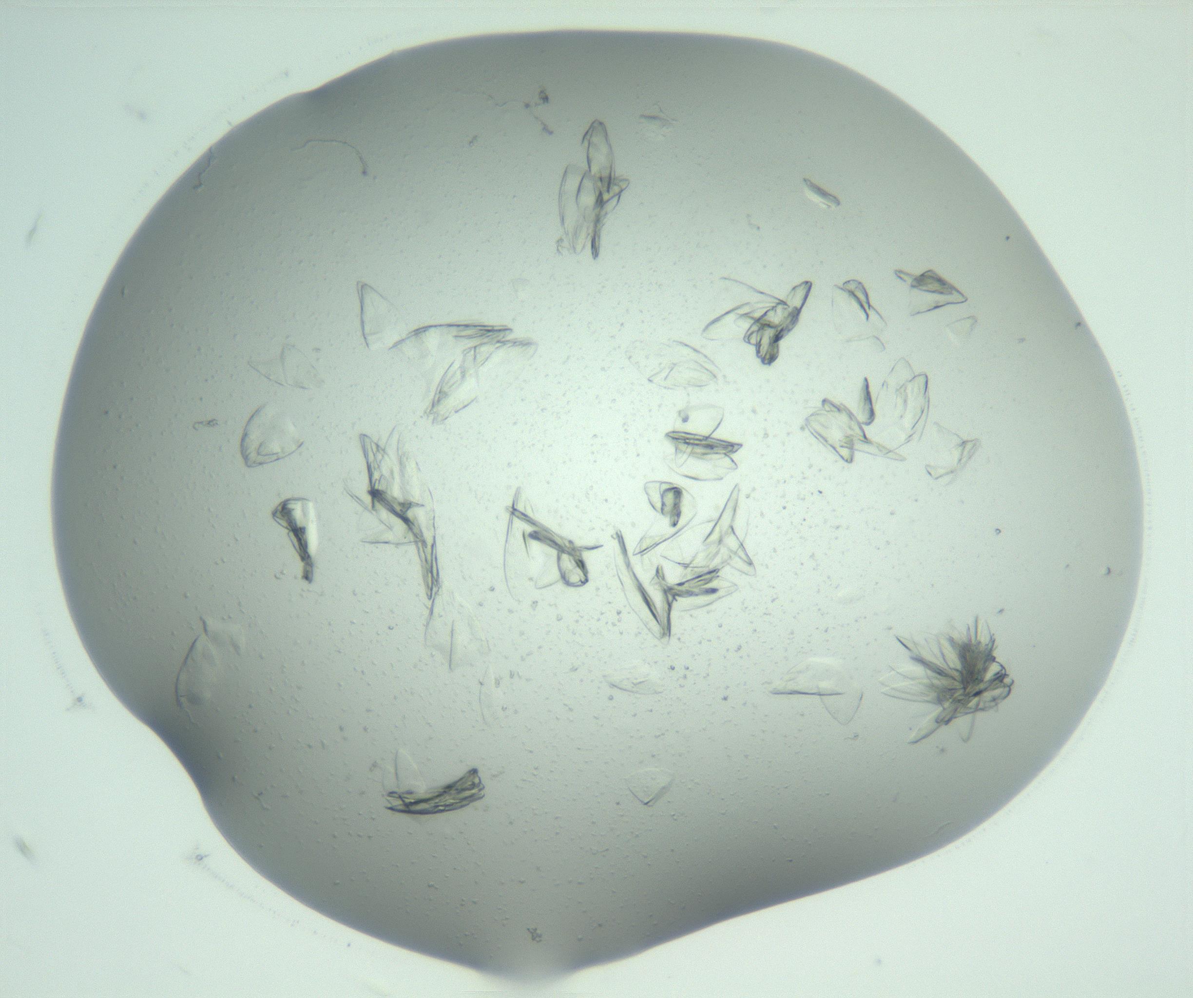 RI01_03_000_0212_Proj1_Clon1_MC_0000MC103074_002_161127_07_04_02_00_99_002_001_RAI.jpg