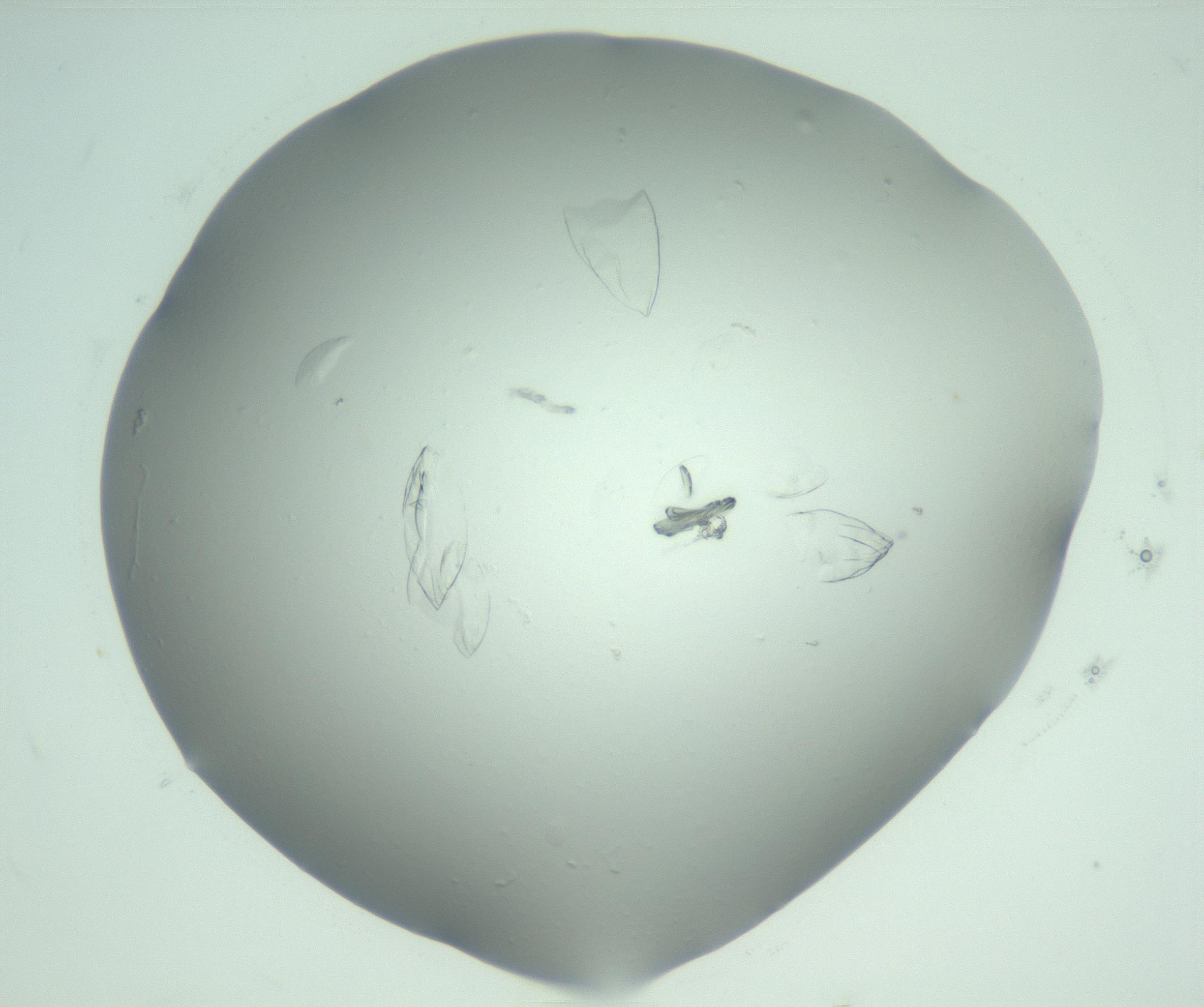 RI01_03_000_0212_Proj1_Clon1_MC_0000MC103074_002_161127_07_05_02_00_99_002_001_RAI.jpg