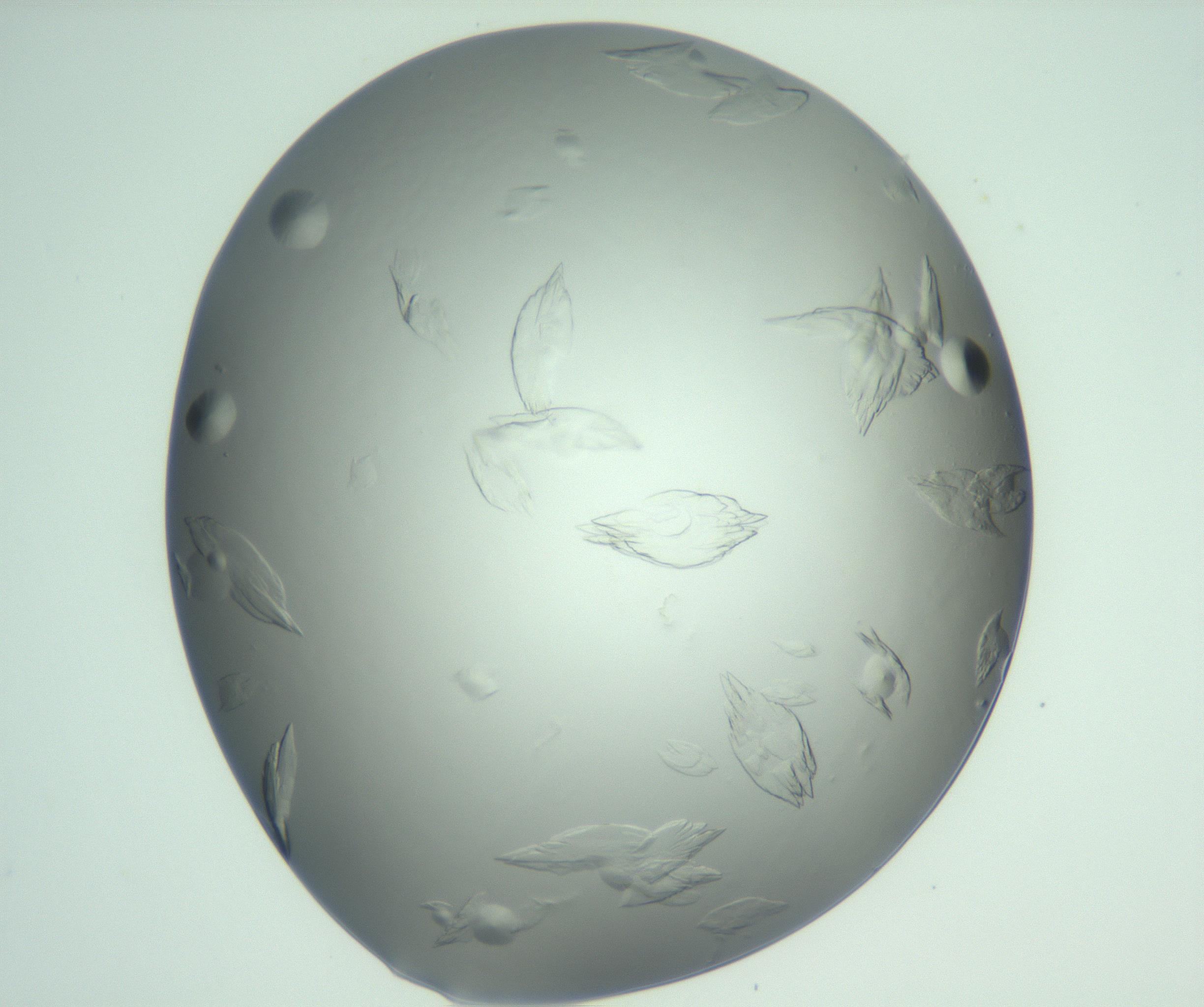 RI01_03_000_0212_Proj1_Clon1_MC_0000MC103074_002_161127_07_06_01_00_99_002_001_RAI.jpg