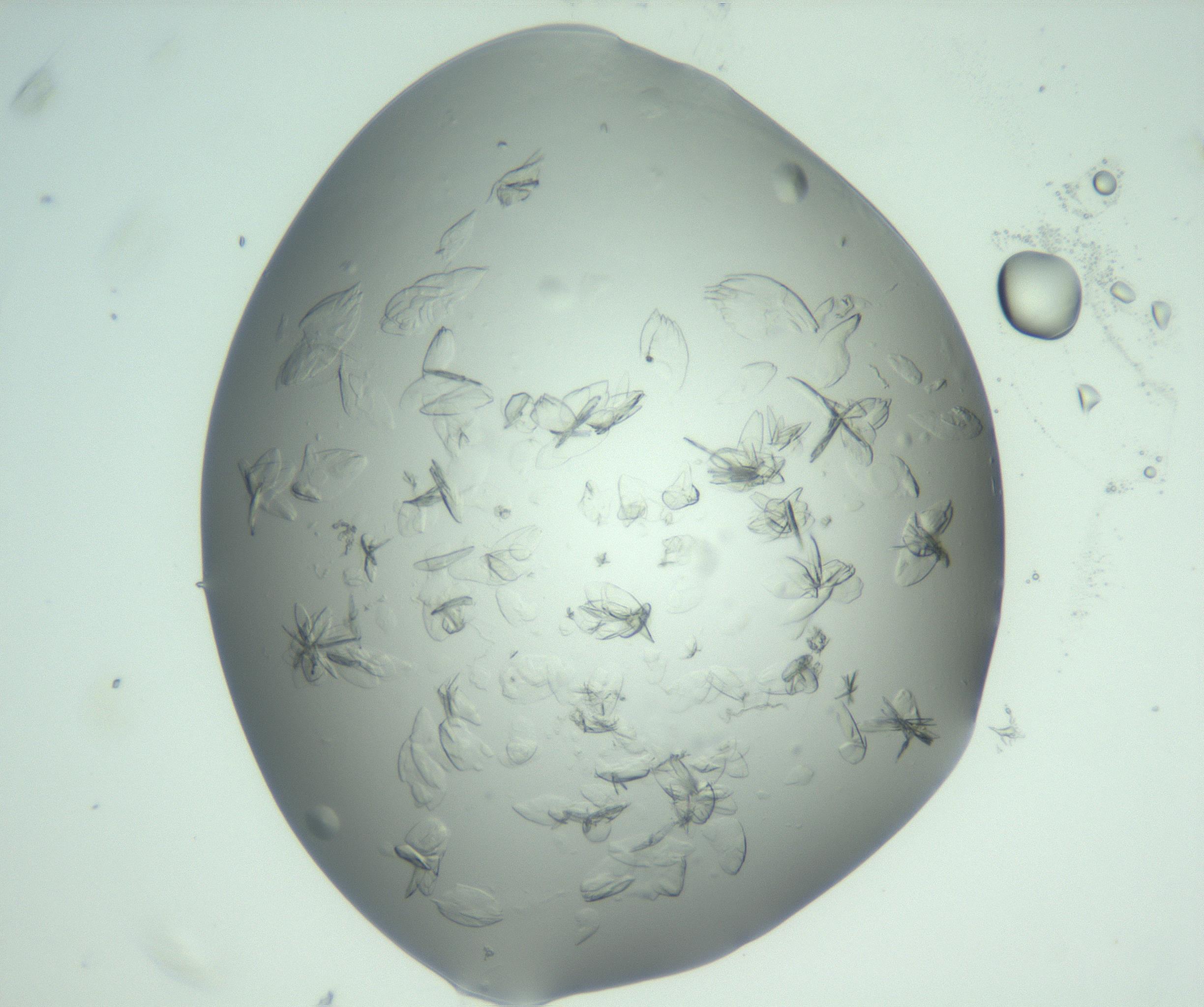RI01_03_000_0212_Proj1_Clon1_MC_0000MC103074_002_161127_07_06_02_00_99_002_001_RAI.jpg