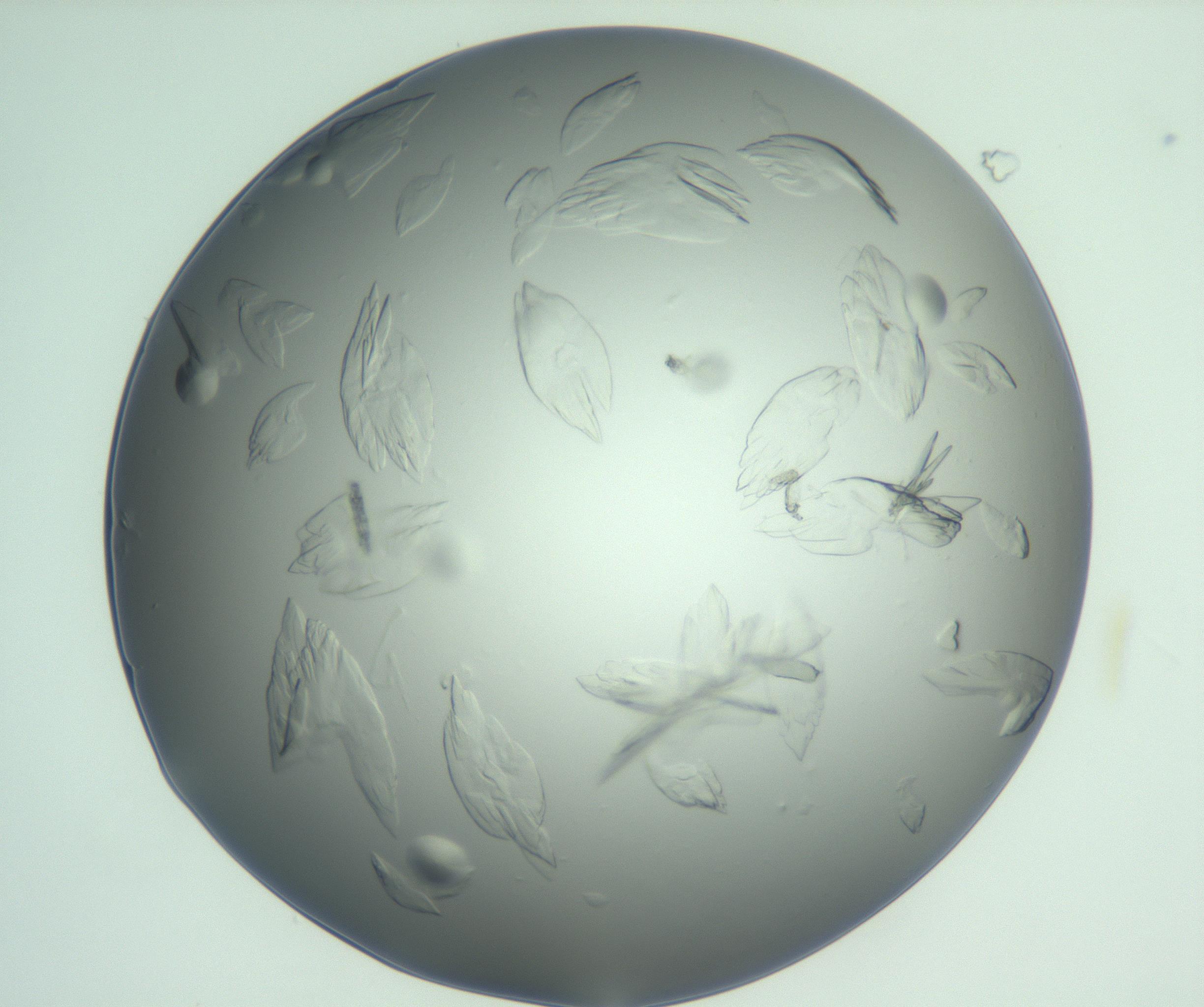 RI01_03_000_0212_Proj1_Clon1_MC_0000MC103074_002_161127_08_01_01_00_99_002_001_RAI.jpg