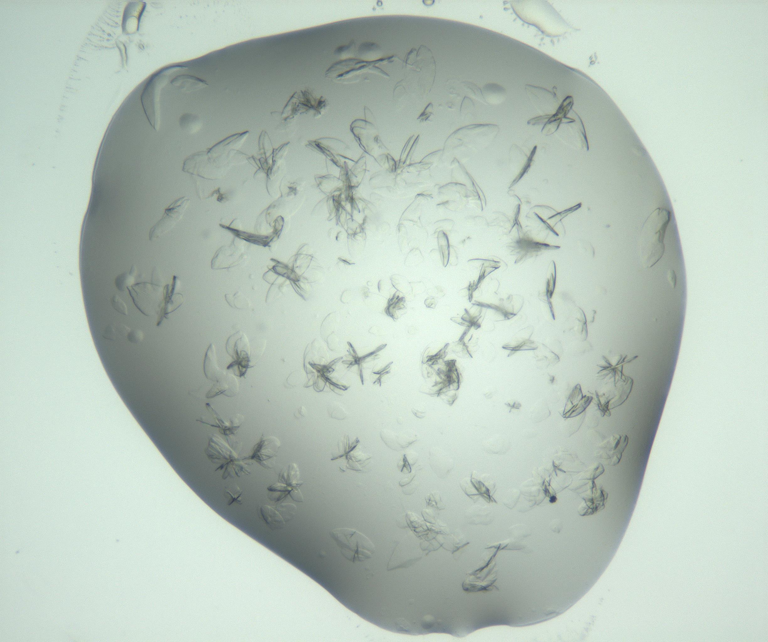 RI01_03_000_0212_Proj1_Clon1_MC_0000MC103074_002_161127_08_01_02_00_99_002_001_RAI.jpg