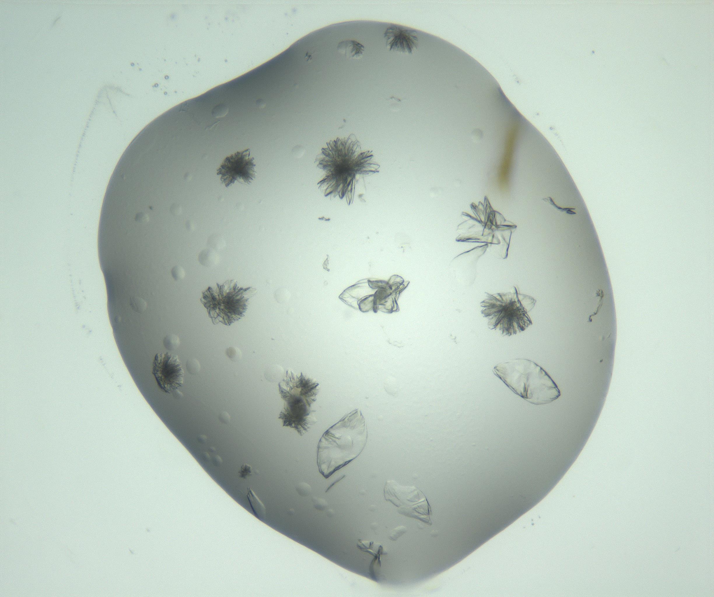 RI01_03_000_0212_Proj1_Clon1_MC_0000MC103074_002_161127_08_02_02_00_99_002_001_RAI.jpg