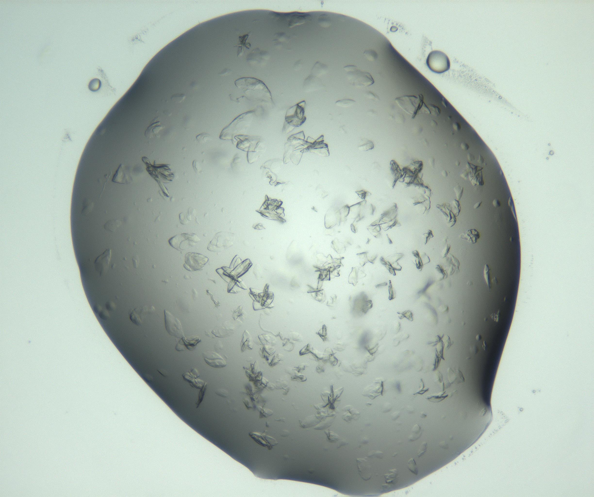 RI01_03_000_0212_Proj1_Clon1_MC_0000MC103074_002_161127_08_03_02_00_99_002_001_RAI.jpg