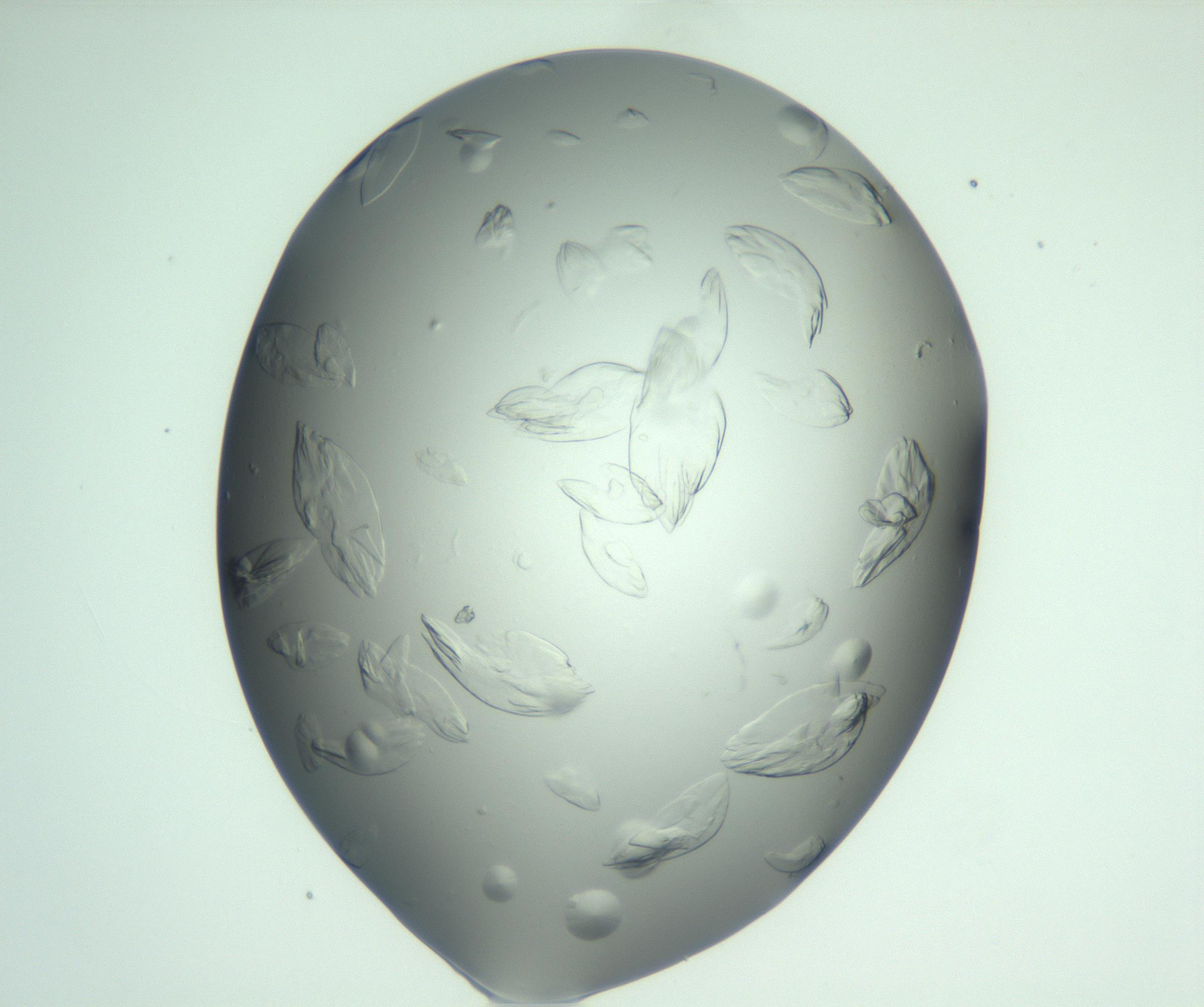 RI01_03_000_0212_Proj1_Clon1_MC_0000MC103074_002_161127_08_04_01_00_99_002_001_RAI.jpg