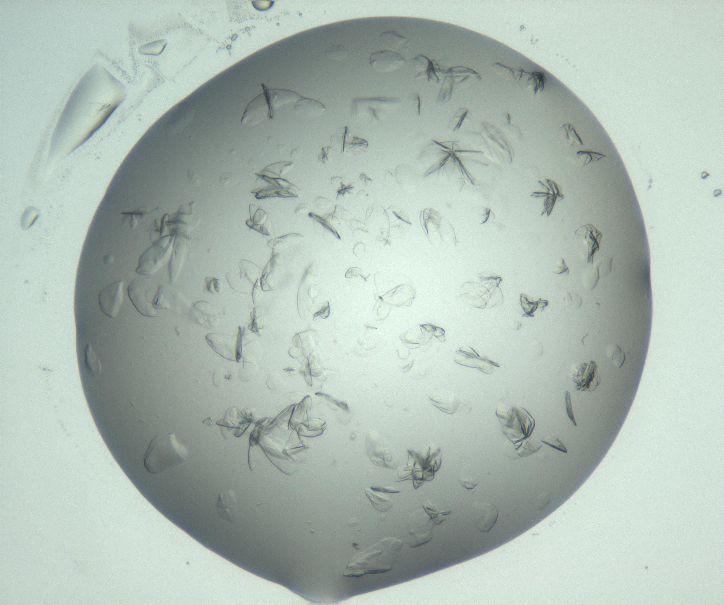 RI01_03_000_0212_Proj1_Clon1_MC_0000MC103074_002_161127_08_04_02_00_99_002_001_RAI.jpg