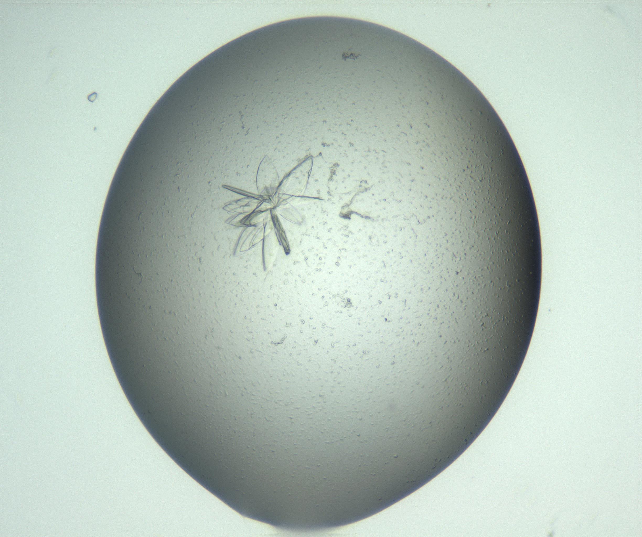 RI01_03_000_0212_Proj1_Clon1_MC_0000MC103074_002_161127_08_05_01_00_99_002_001_RAI.jpg